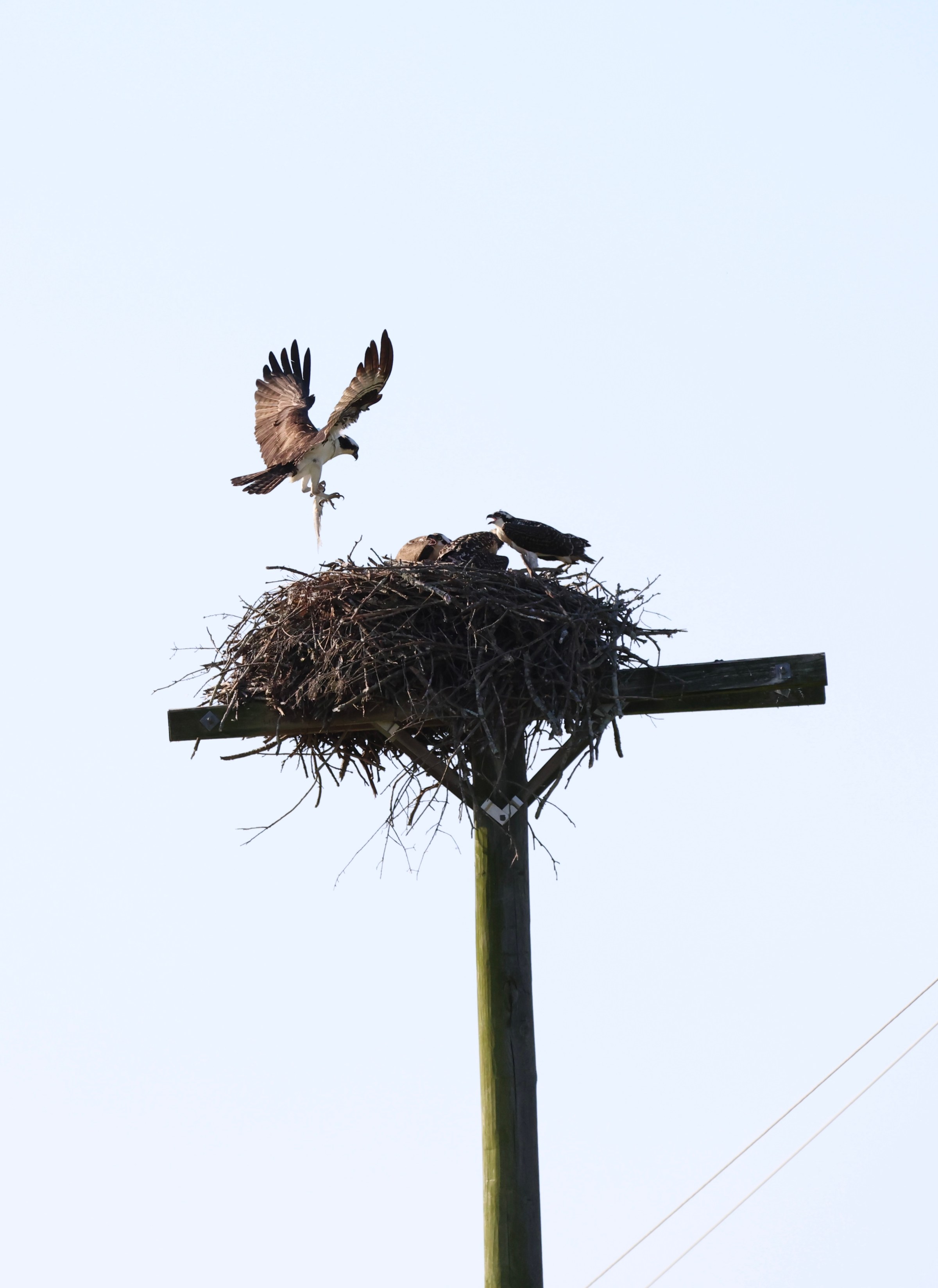 Osprey