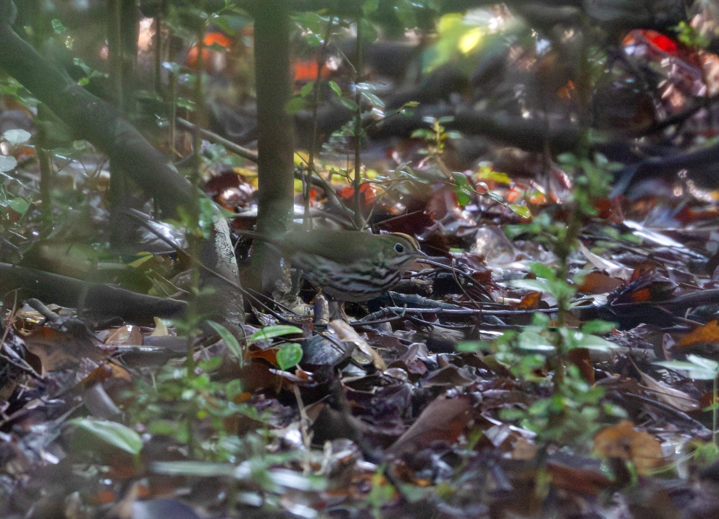 Ovenbird