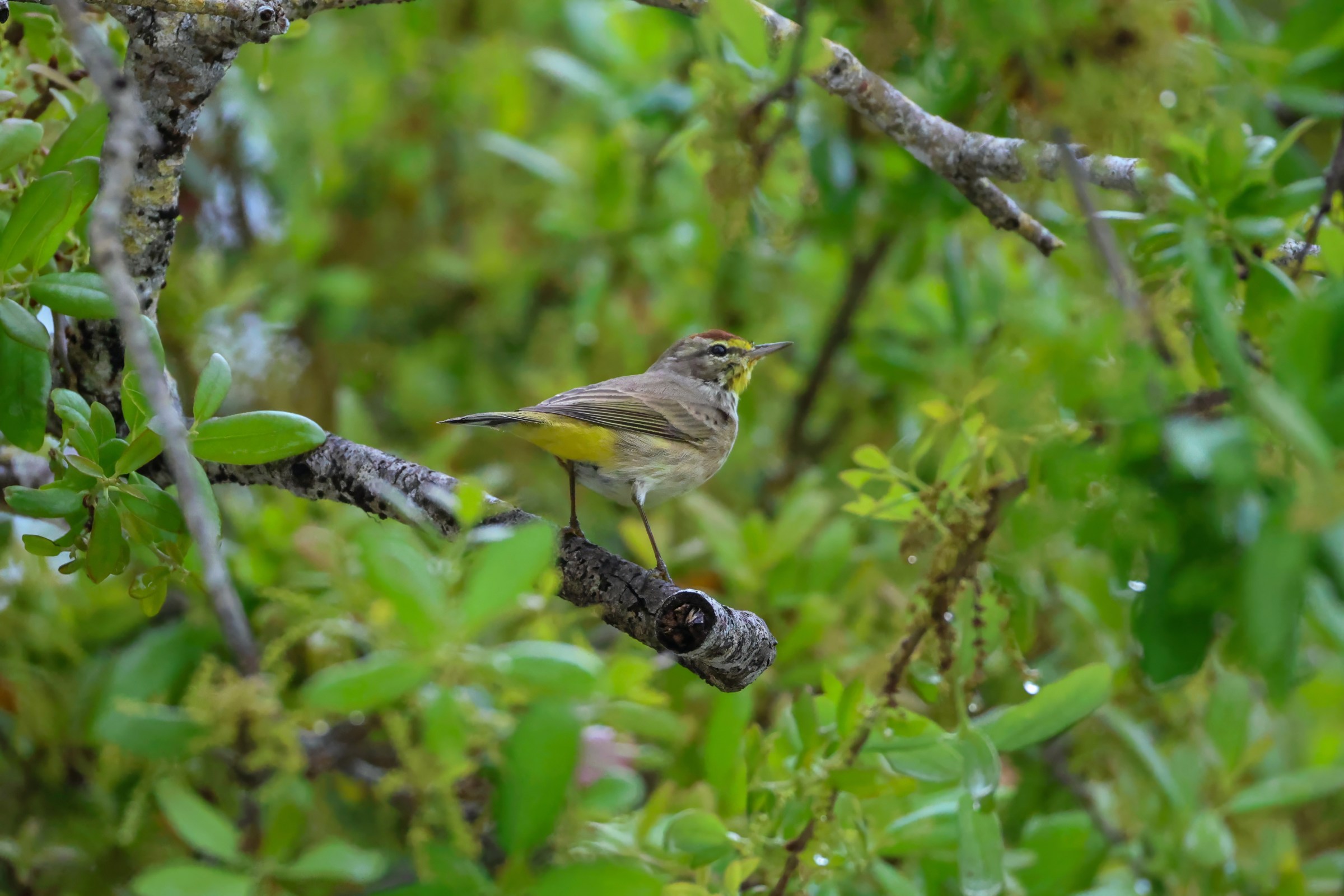 Palm Warbler