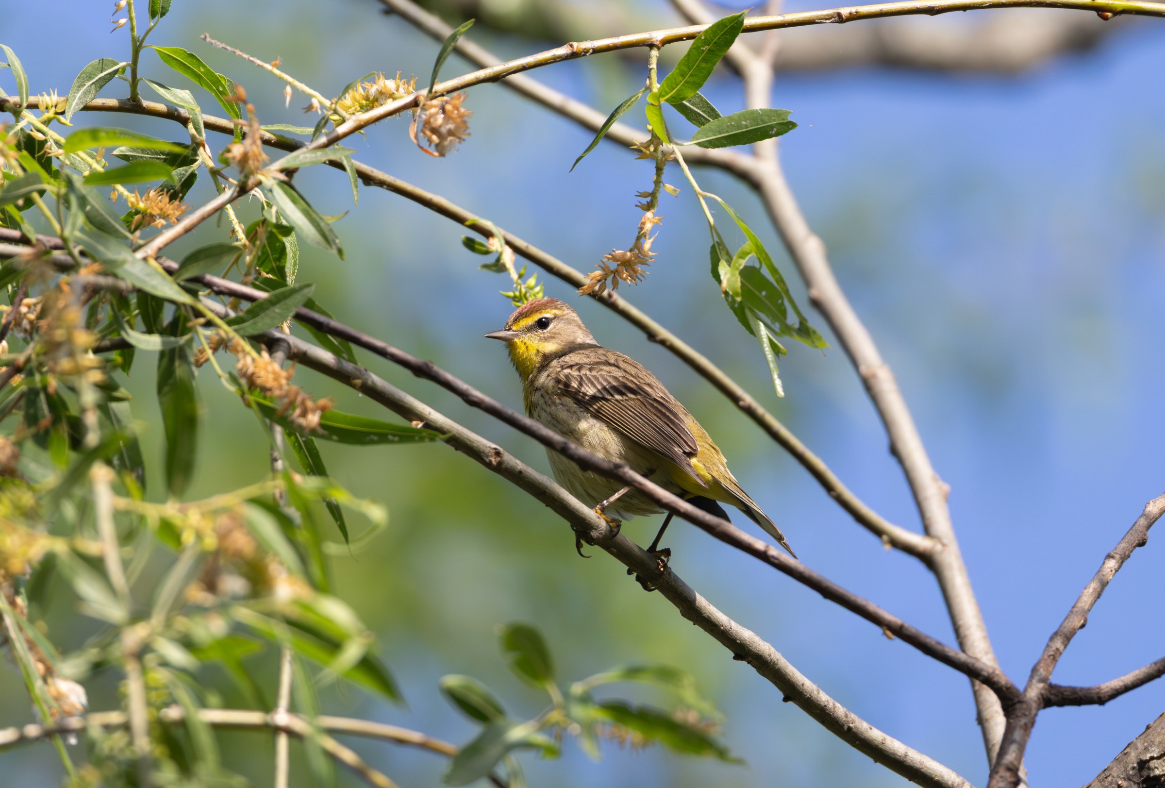 Palm Warbler