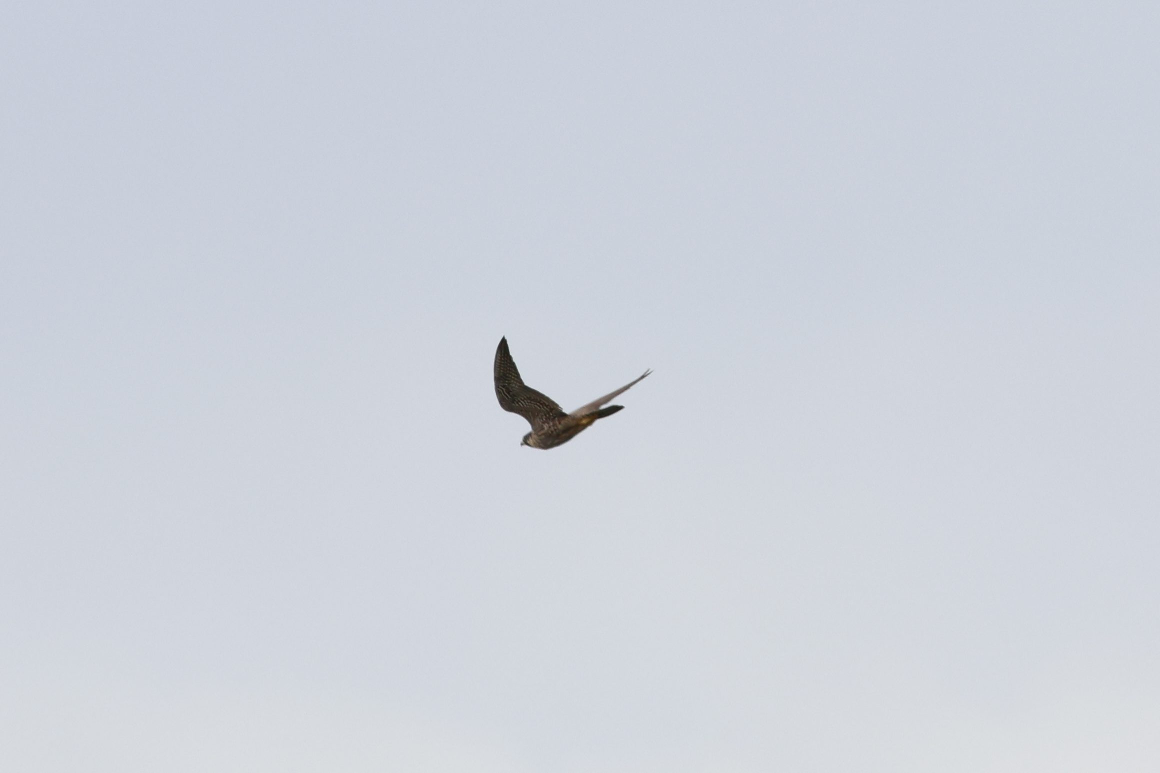 Peregrine Falcon