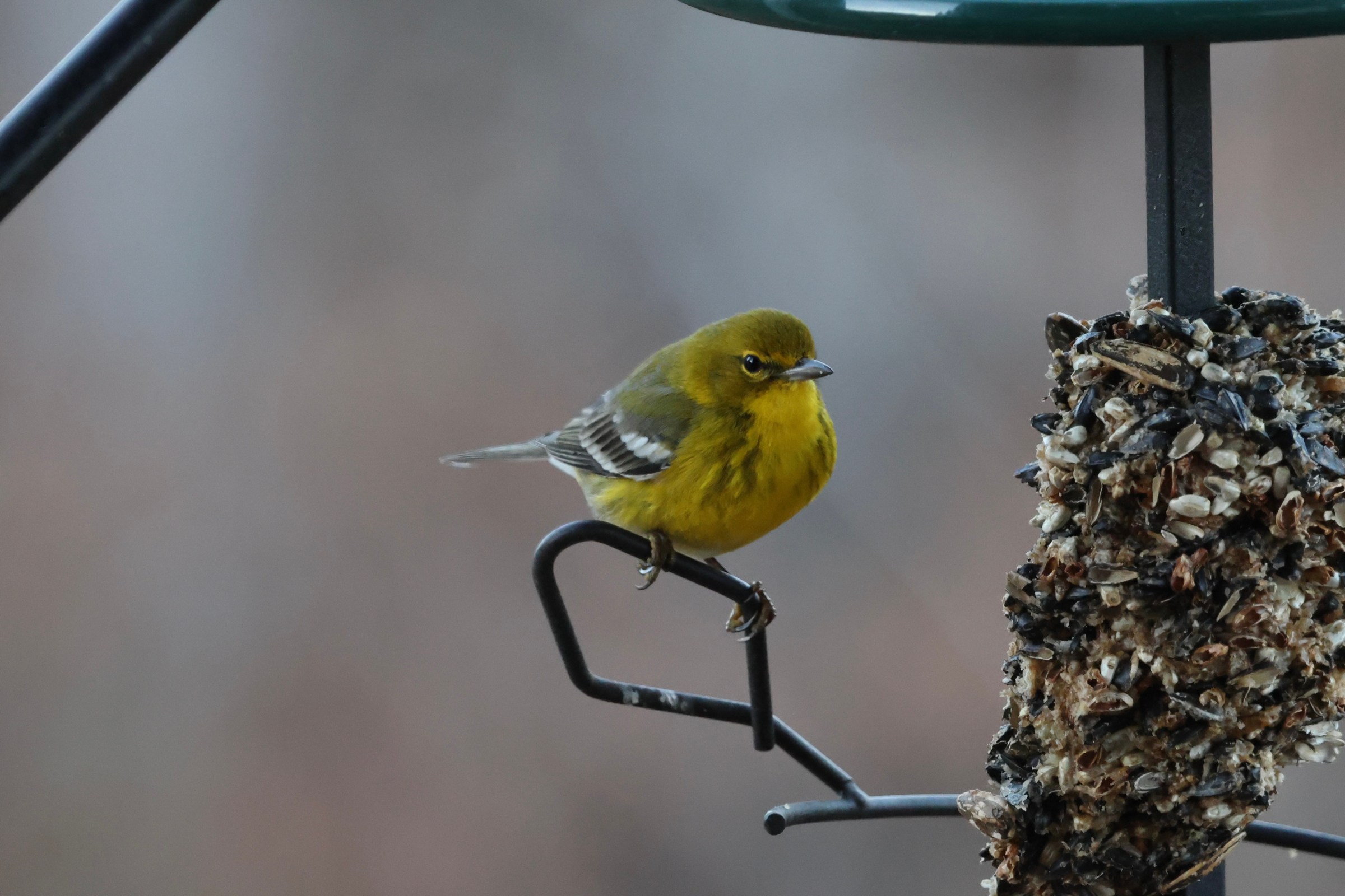 Pine Warbler