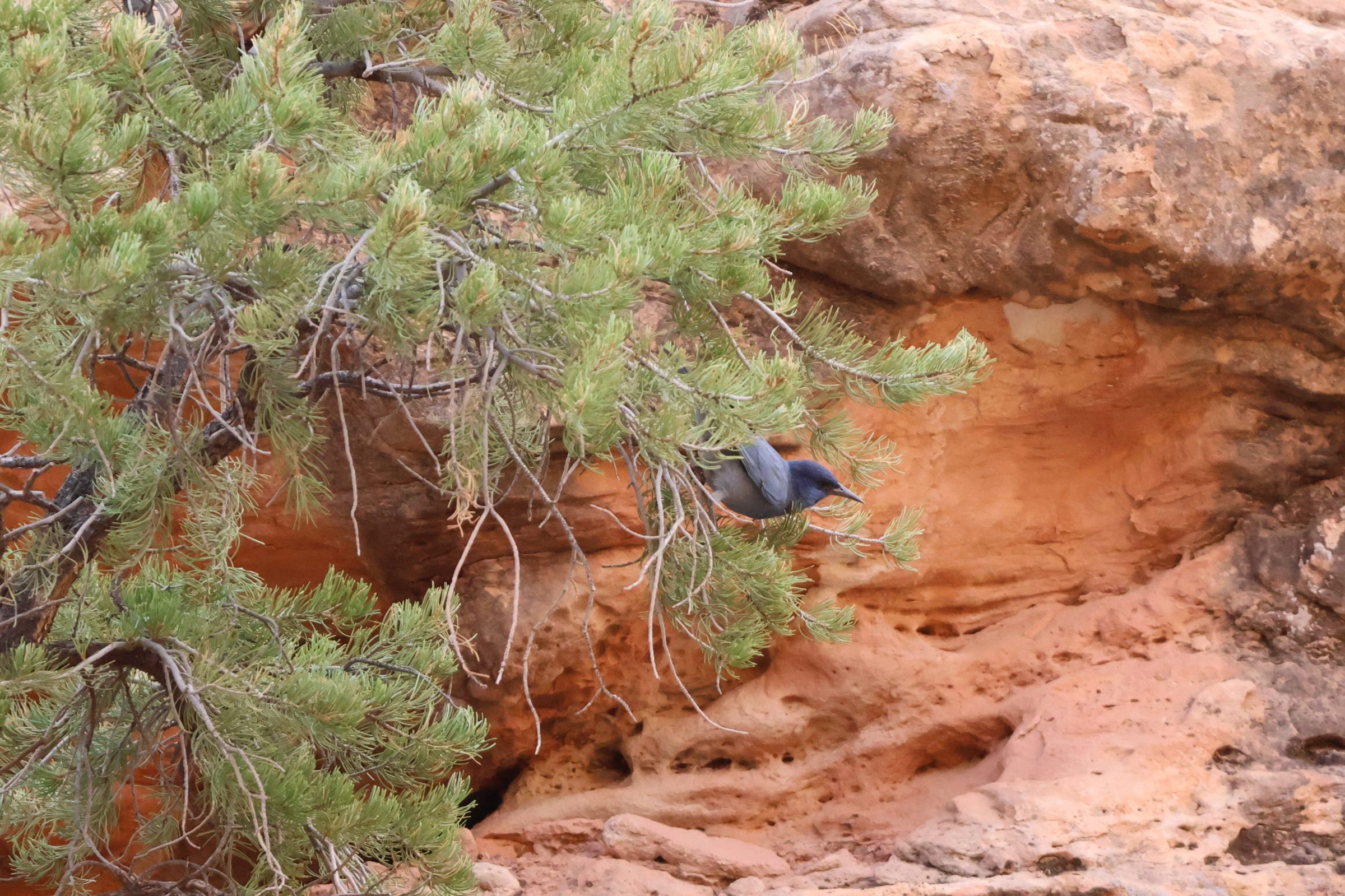 Pinyon Jay