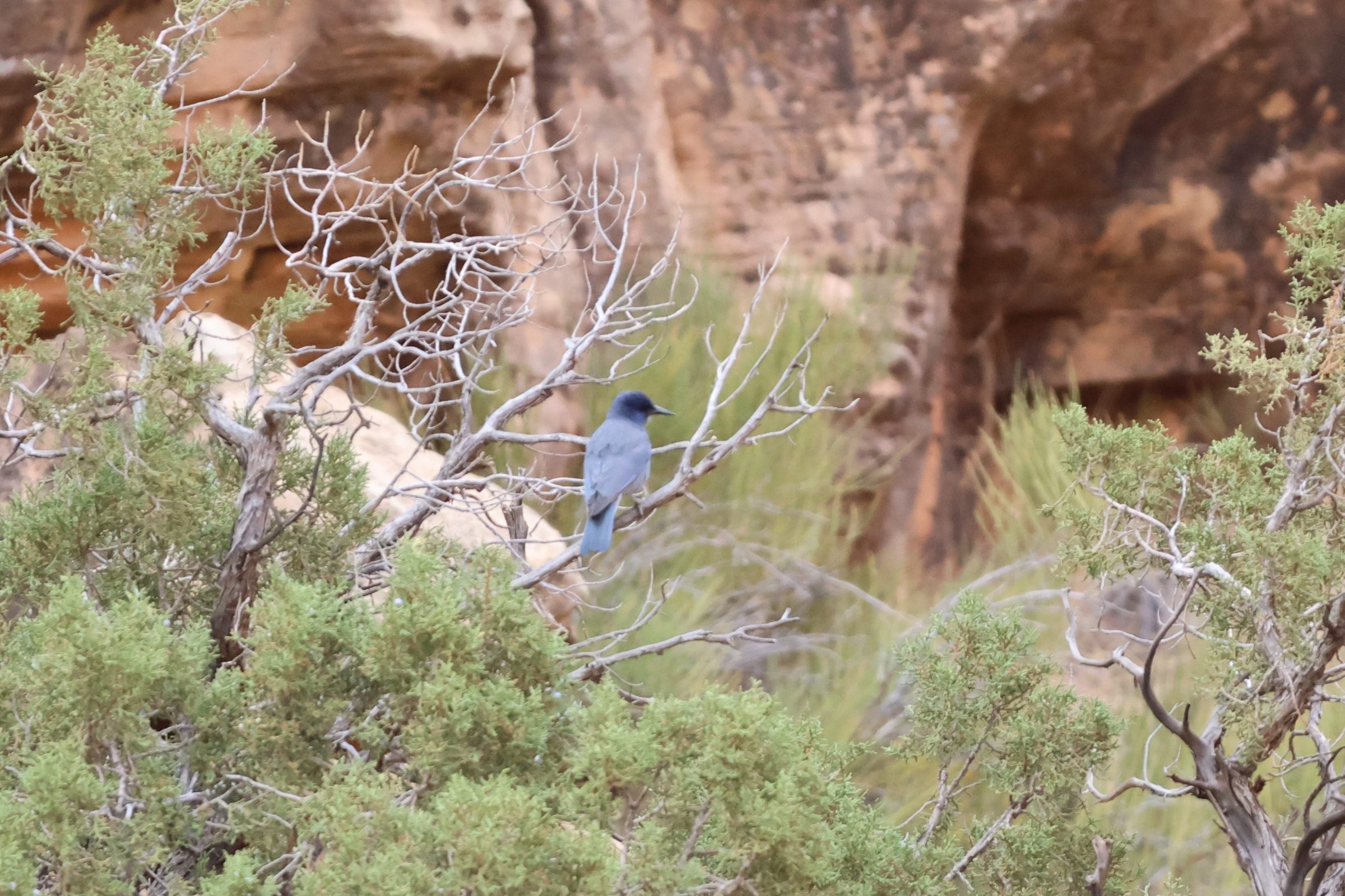 Pinyon Jay