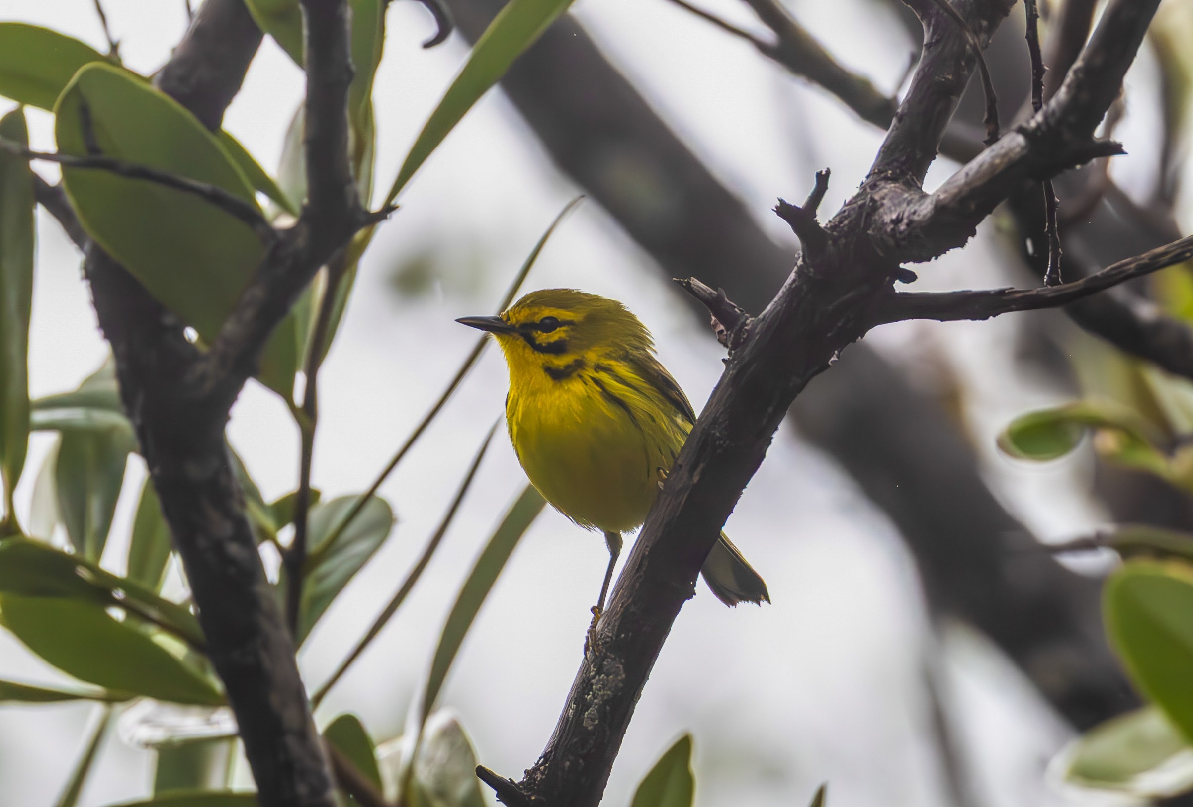 Prairie Warbler