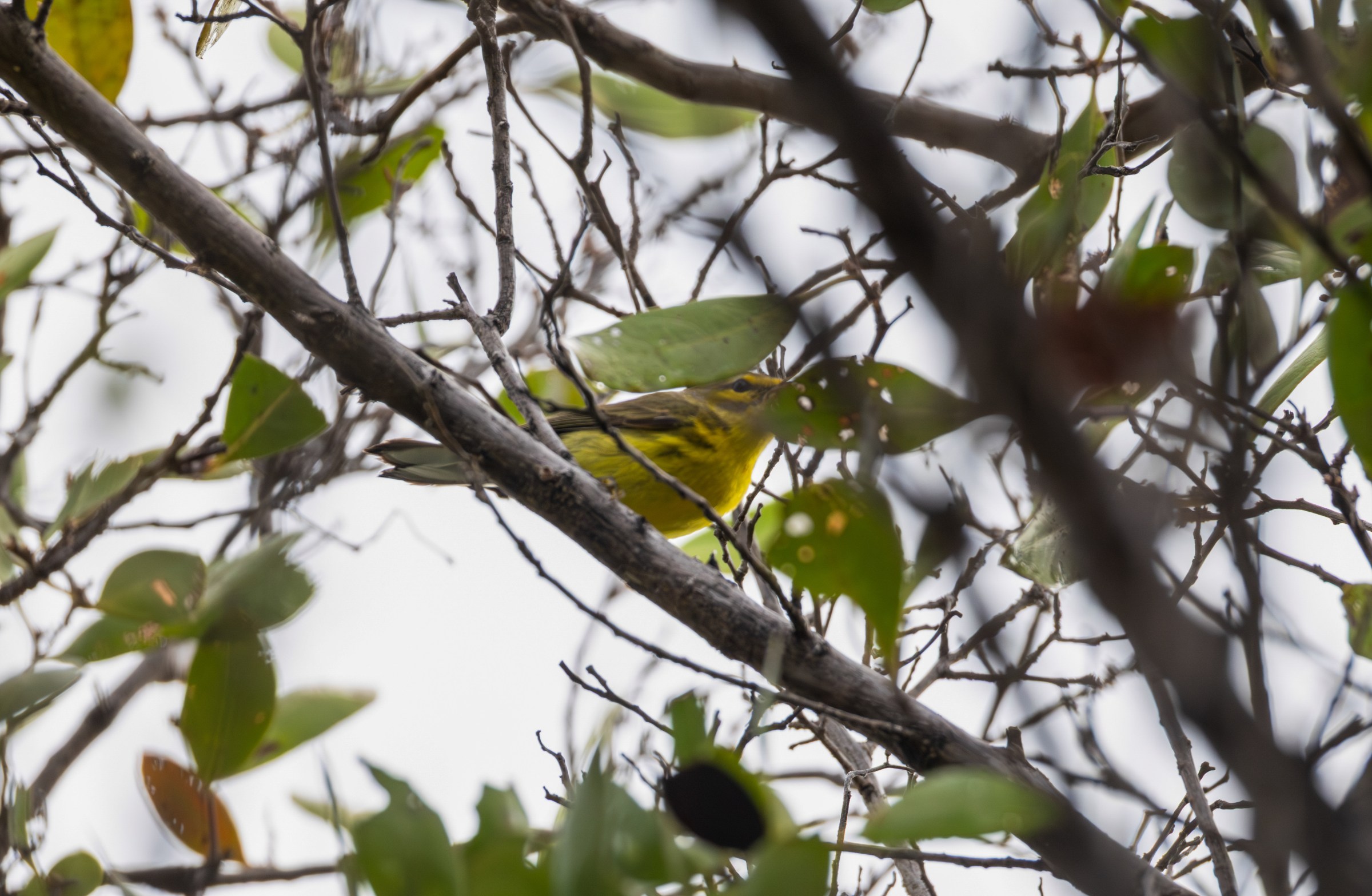 Prairie Warbler