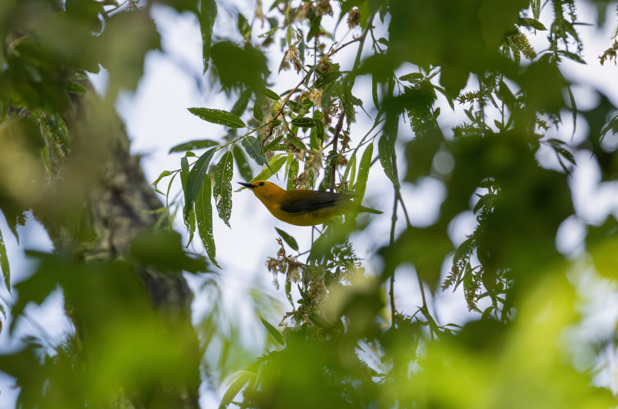 Prothonotary Warbler