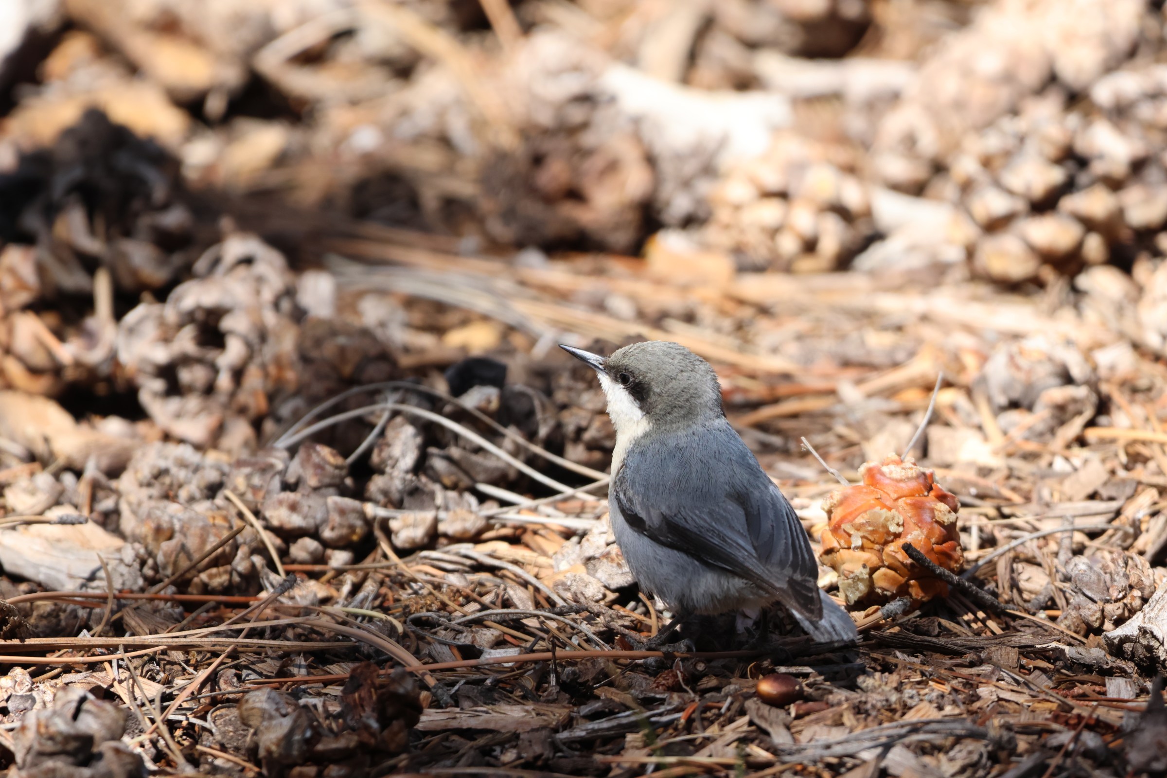 Pygmy Nuthatch