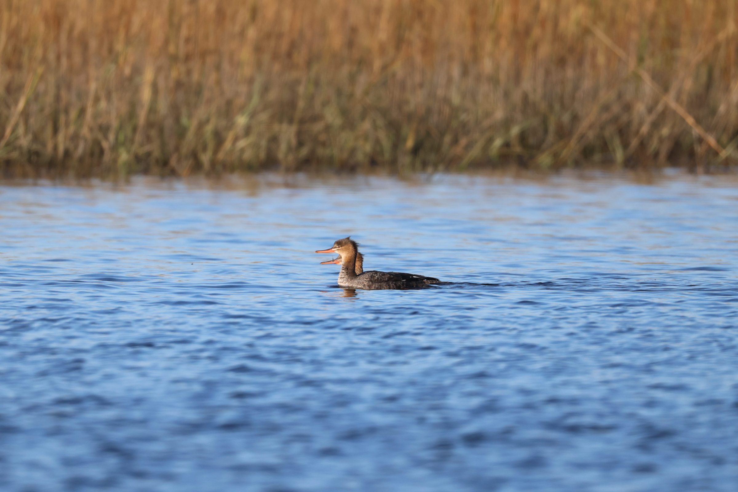 Red-breasted Merganser