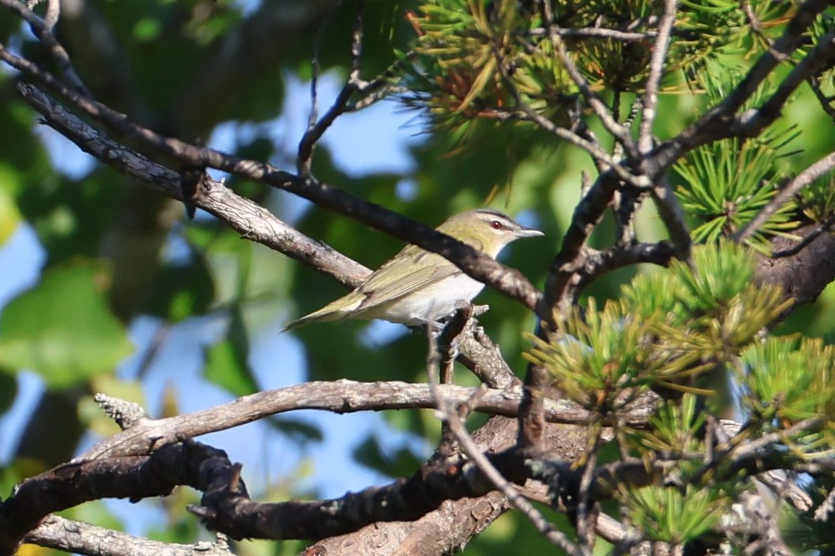 Red-eyed Vireo