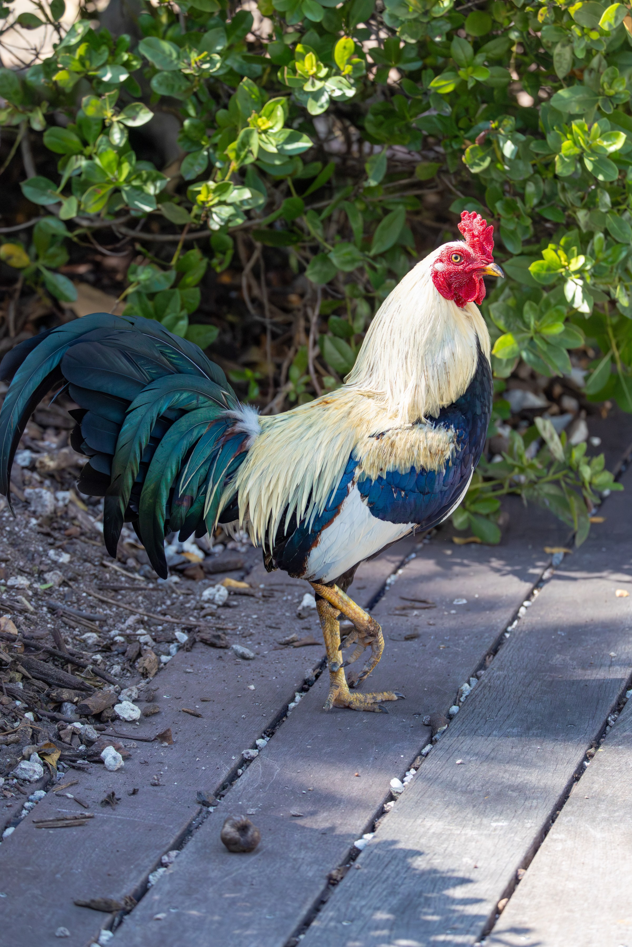 Red Junglefowl