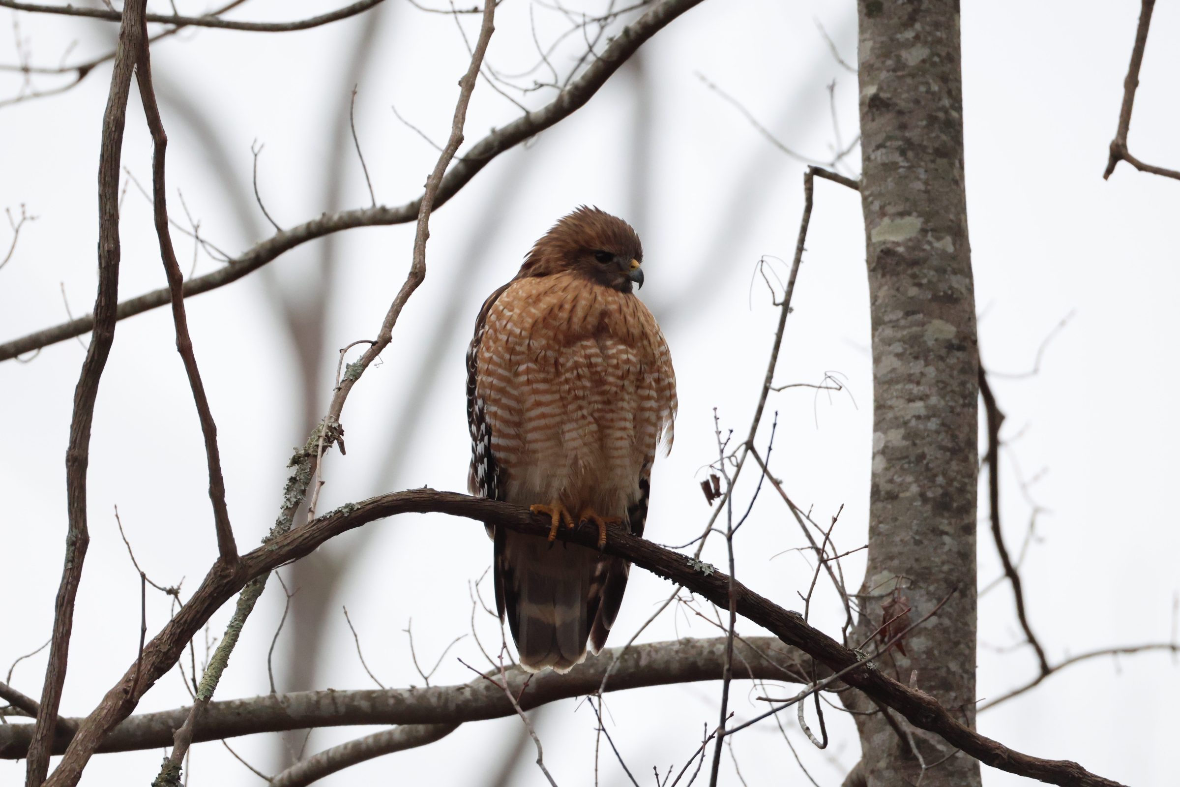 Red-shouldered Hawk