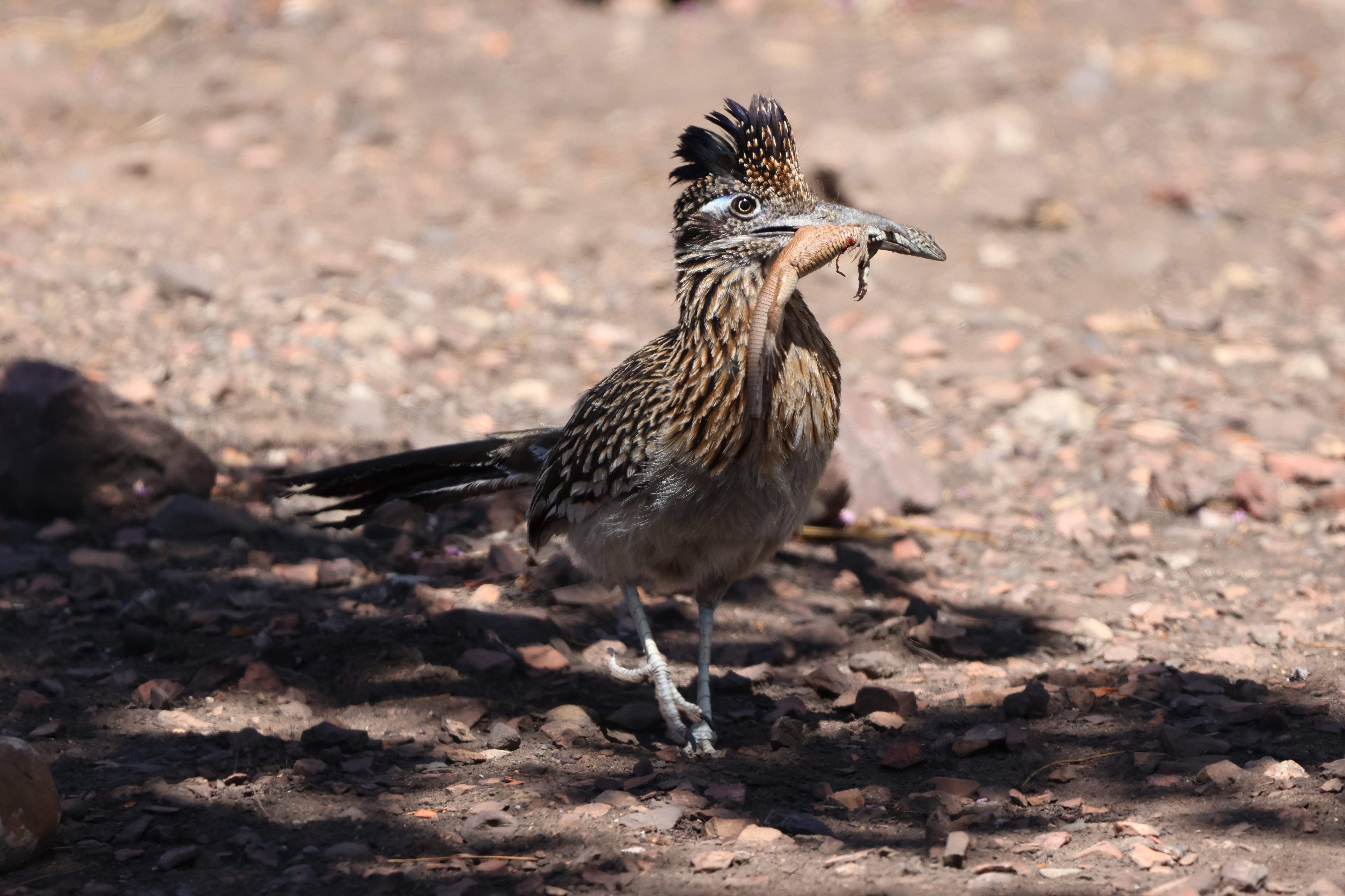 Greater Roadrunner