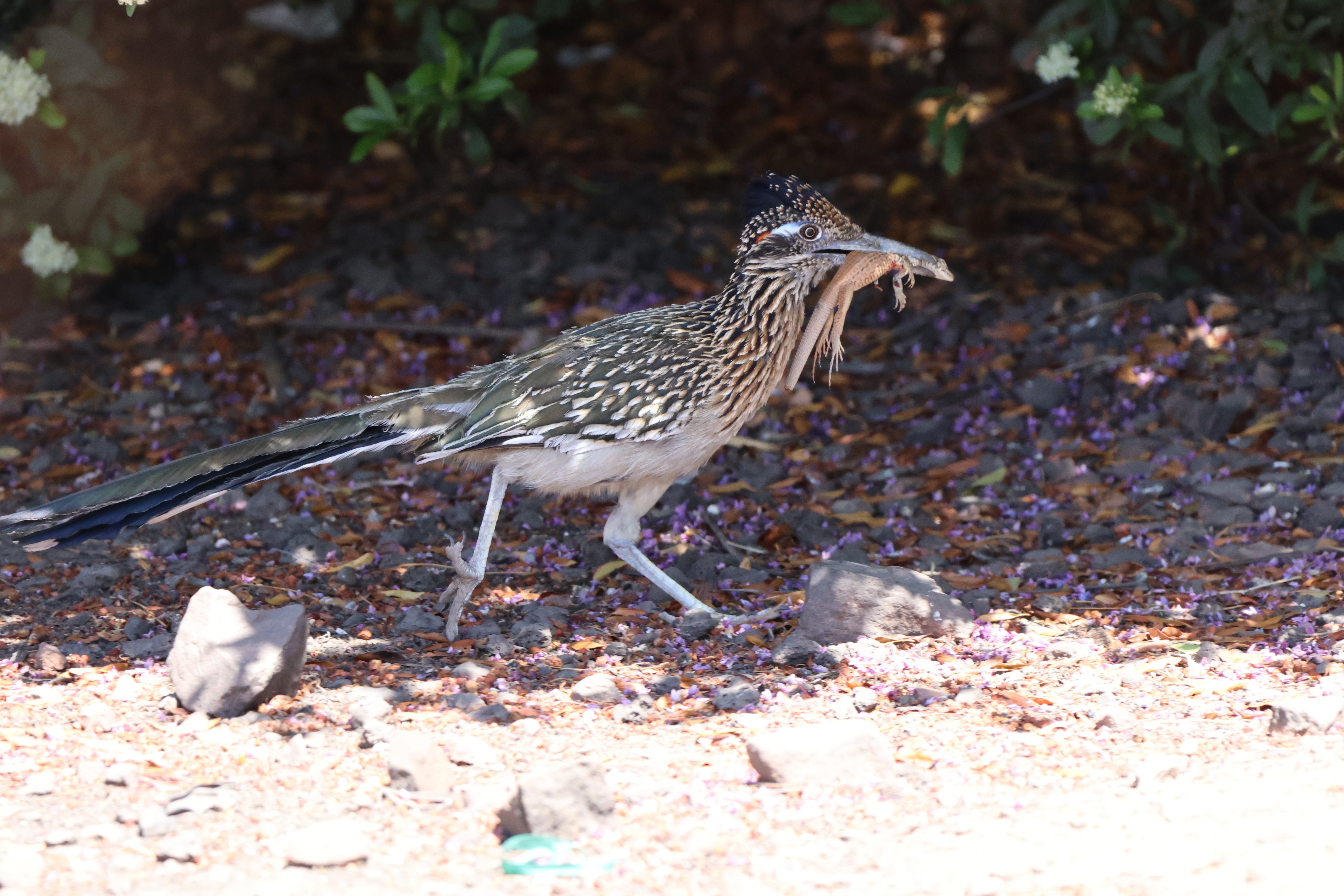 Greater Roadrunner