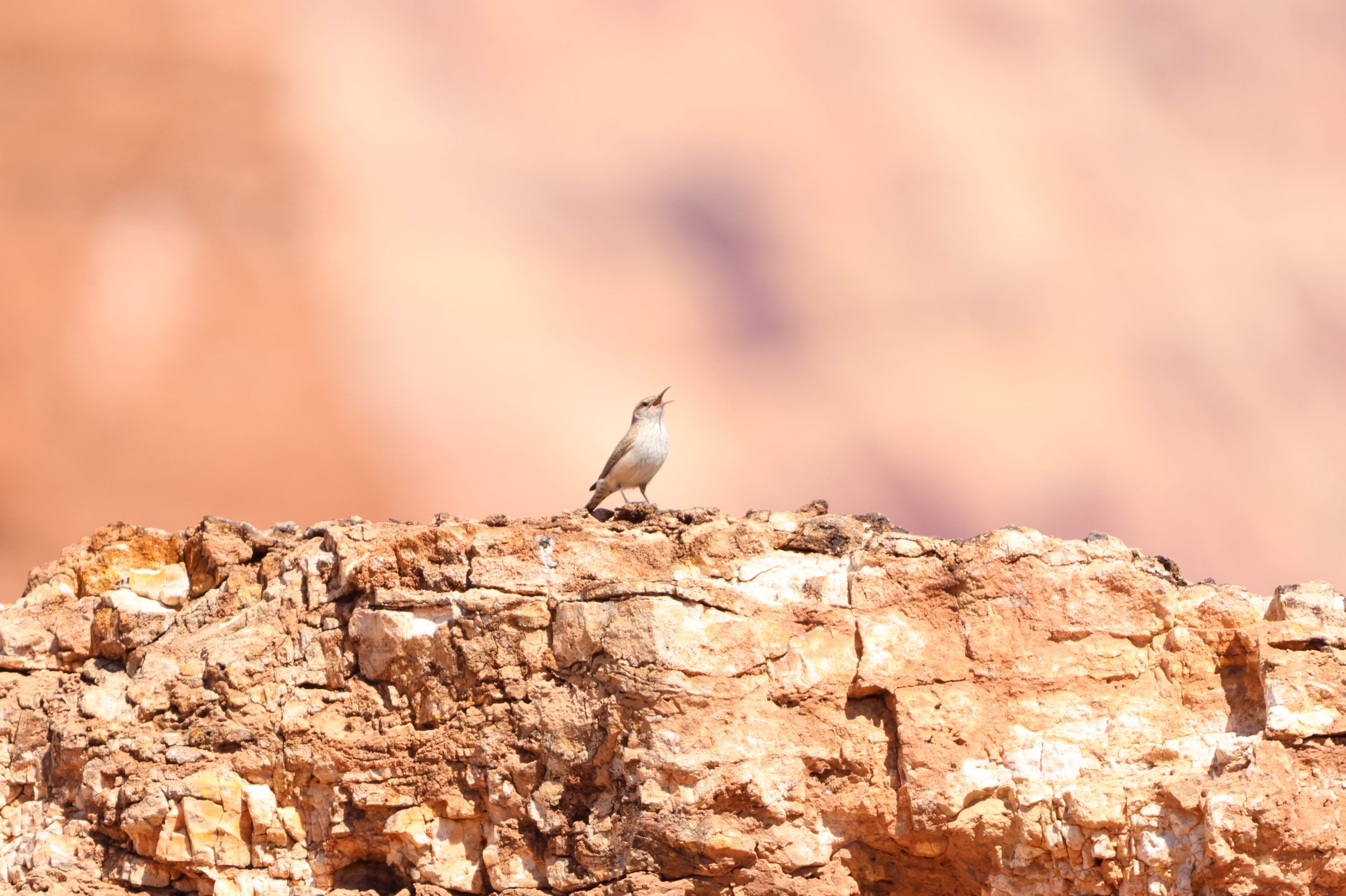 Rock Wren