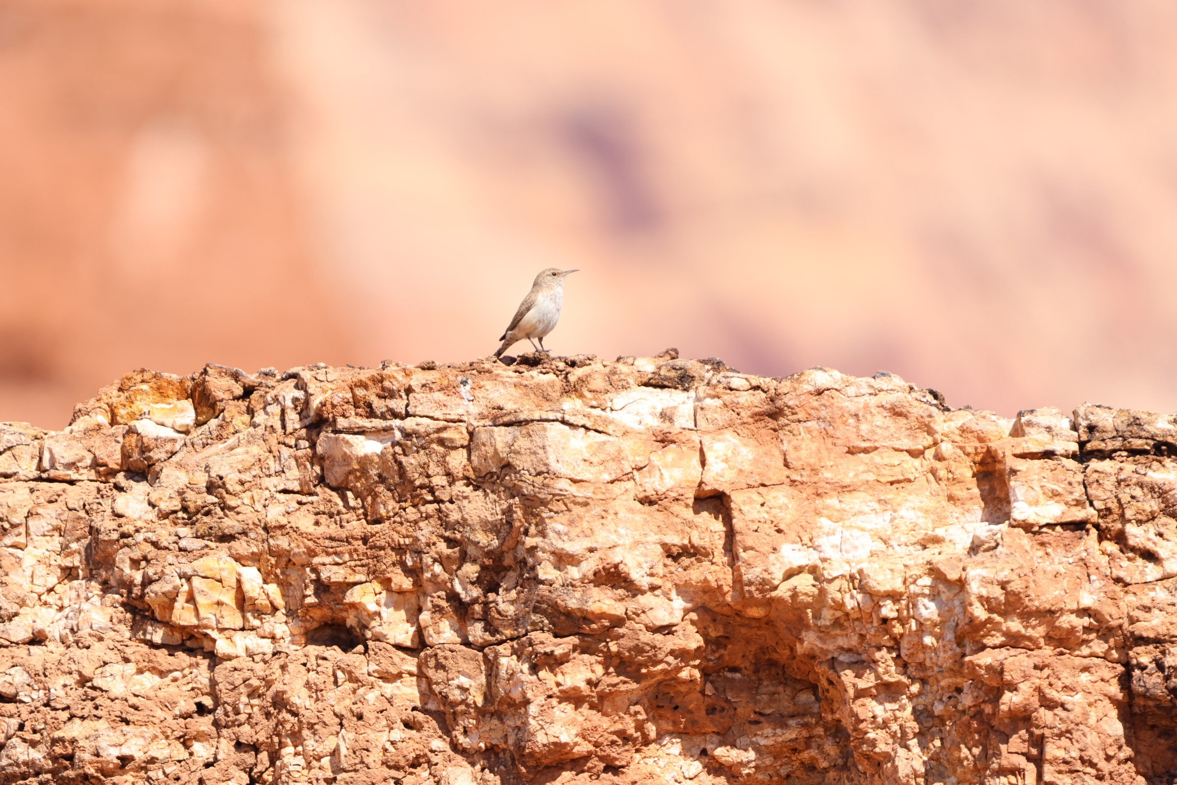 Rock Wren