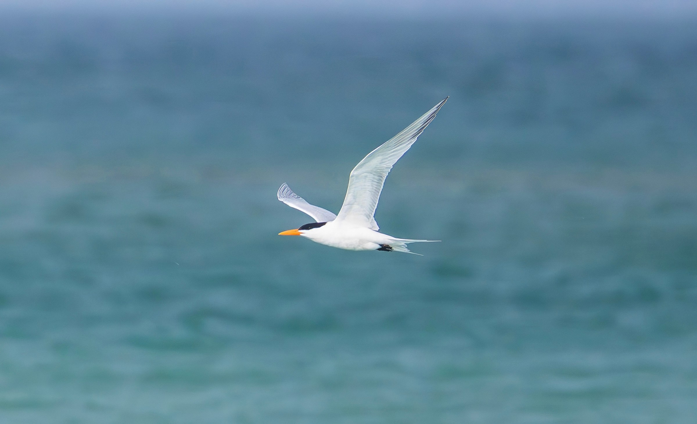 Royal Tern