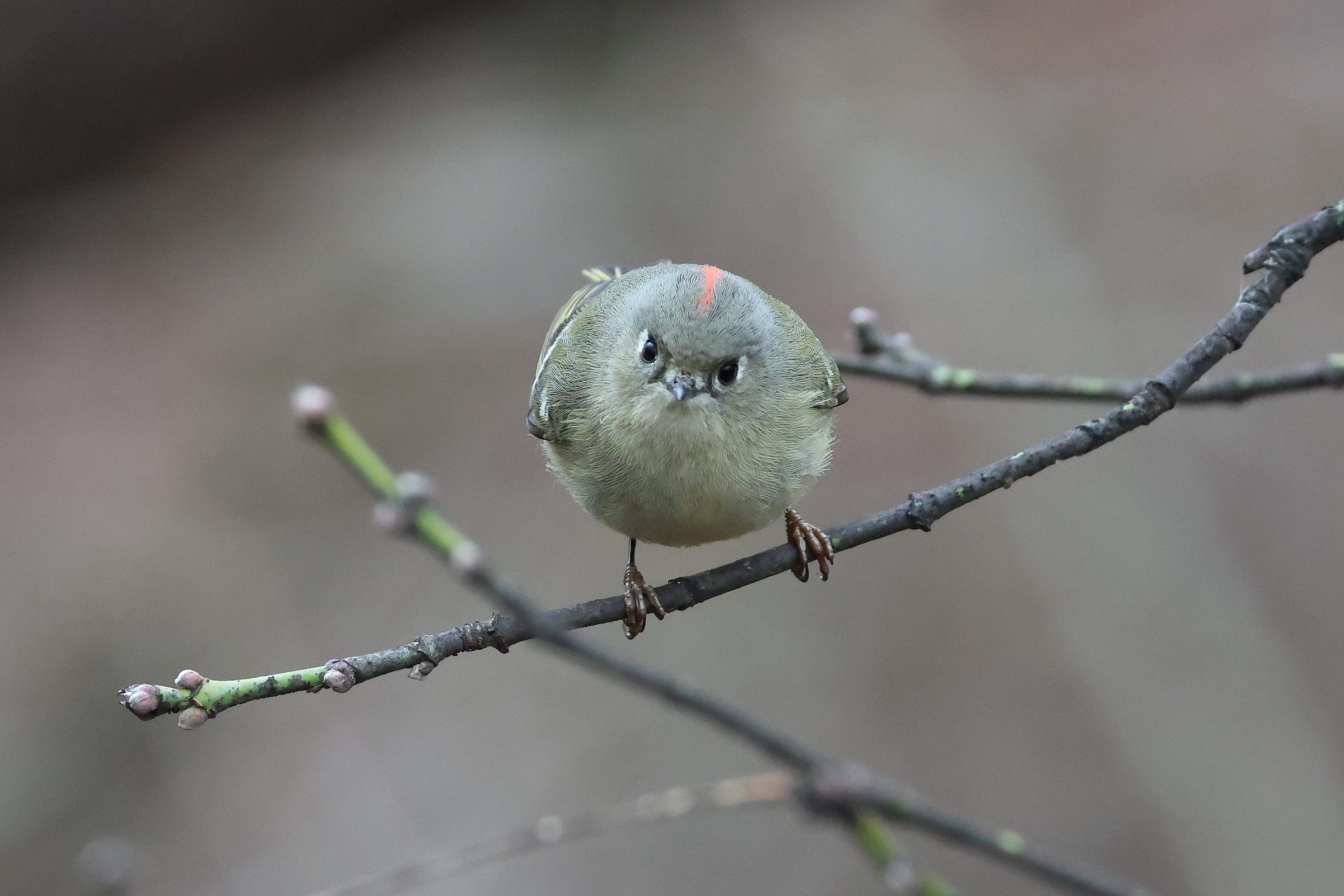 Ruby-crowned Kinglet
