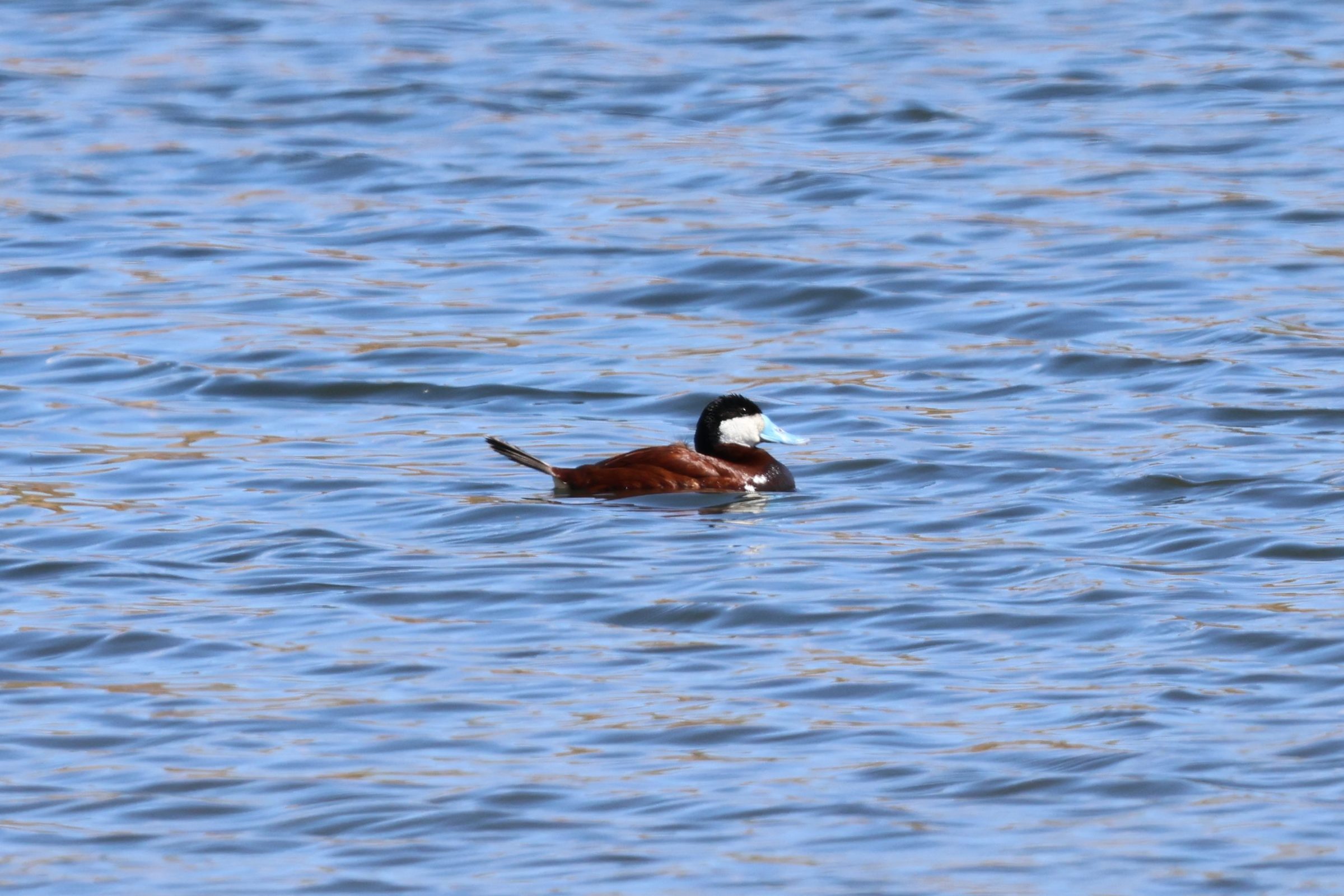 Ruddy Duck