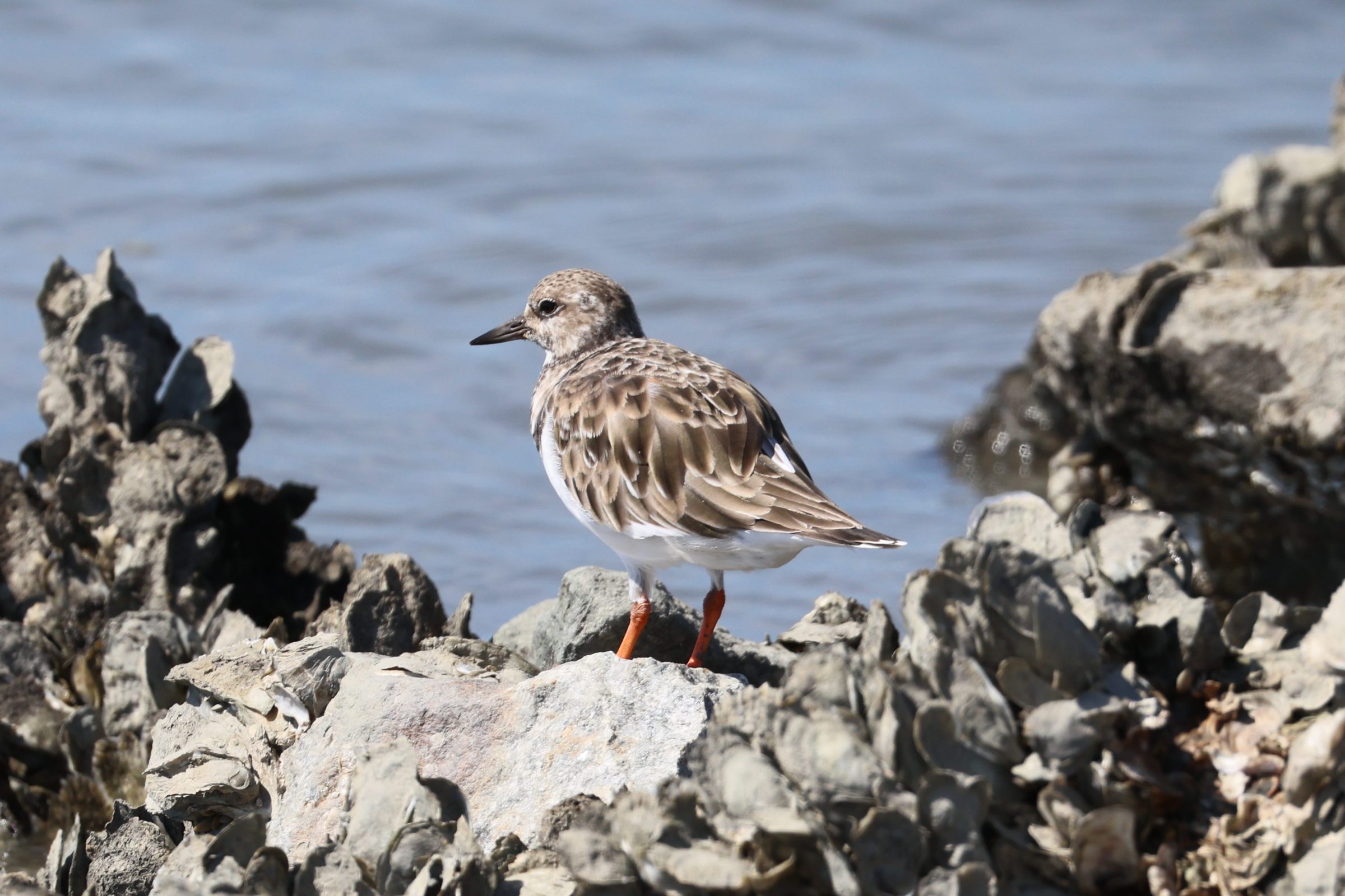 Ruddy Turnstone