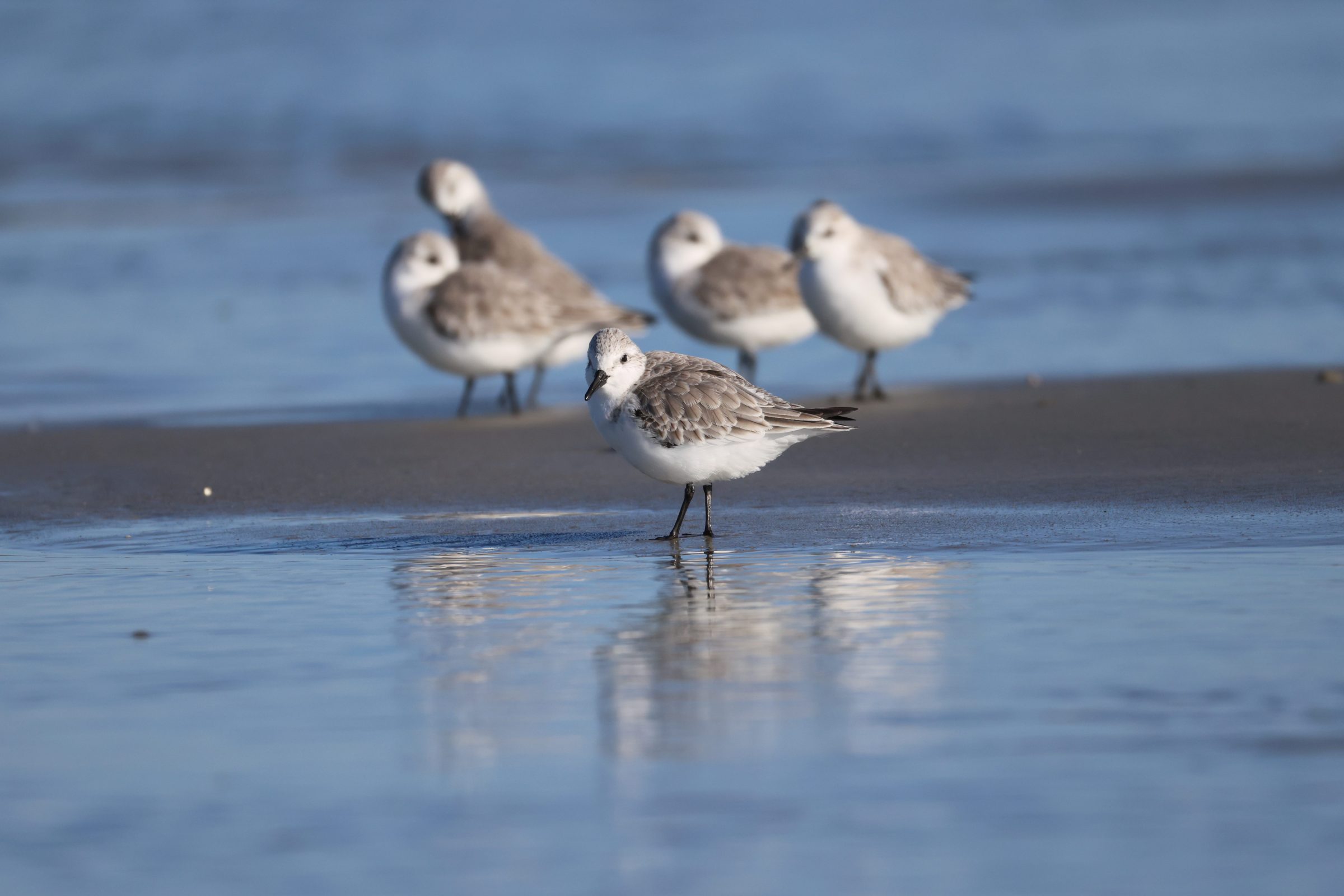 Sanderling