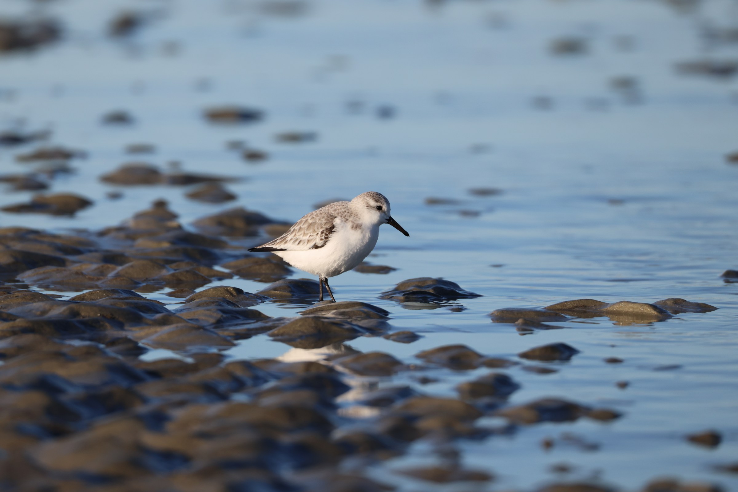 Sanderling