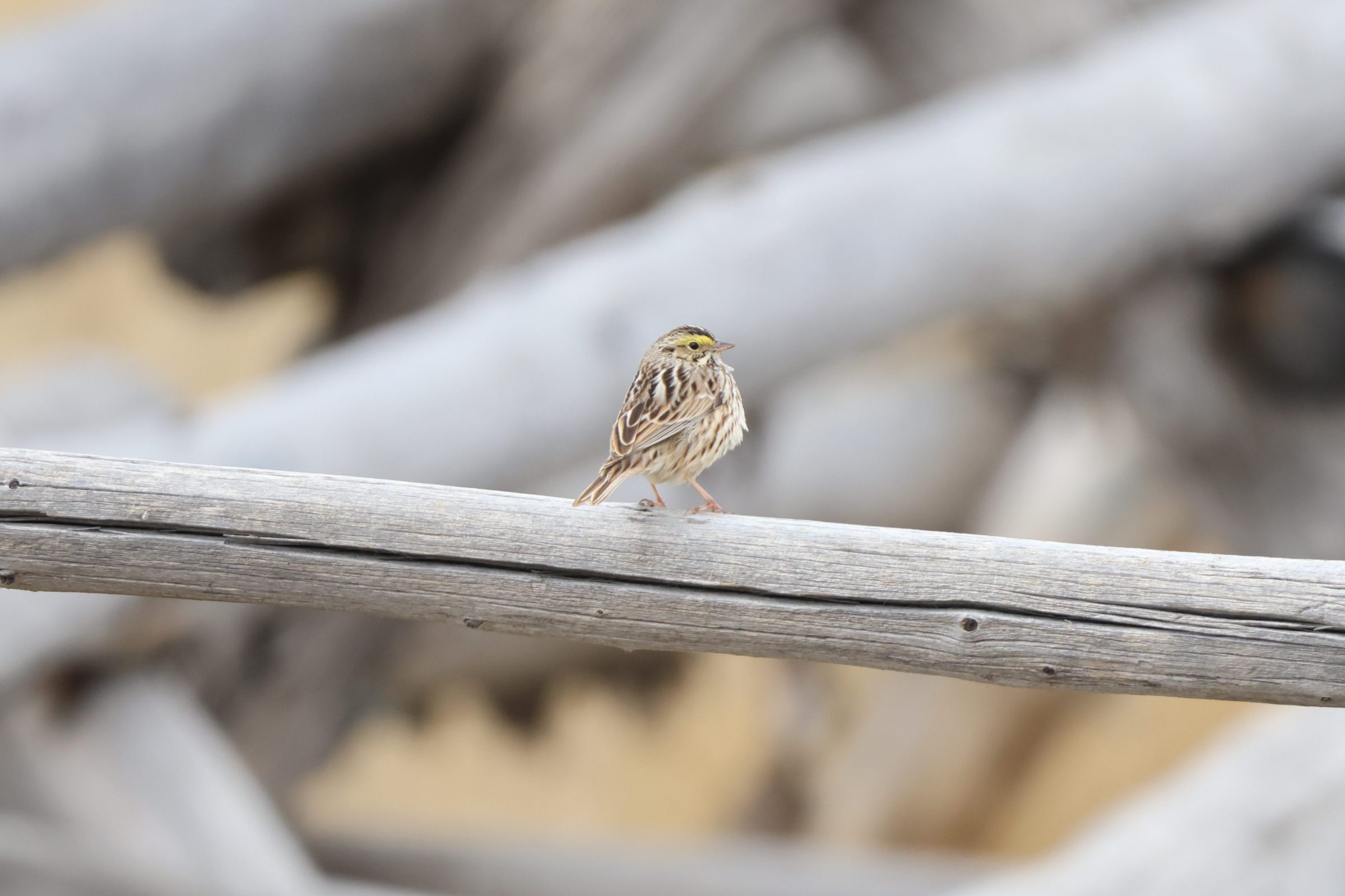 Savannah Sparrow