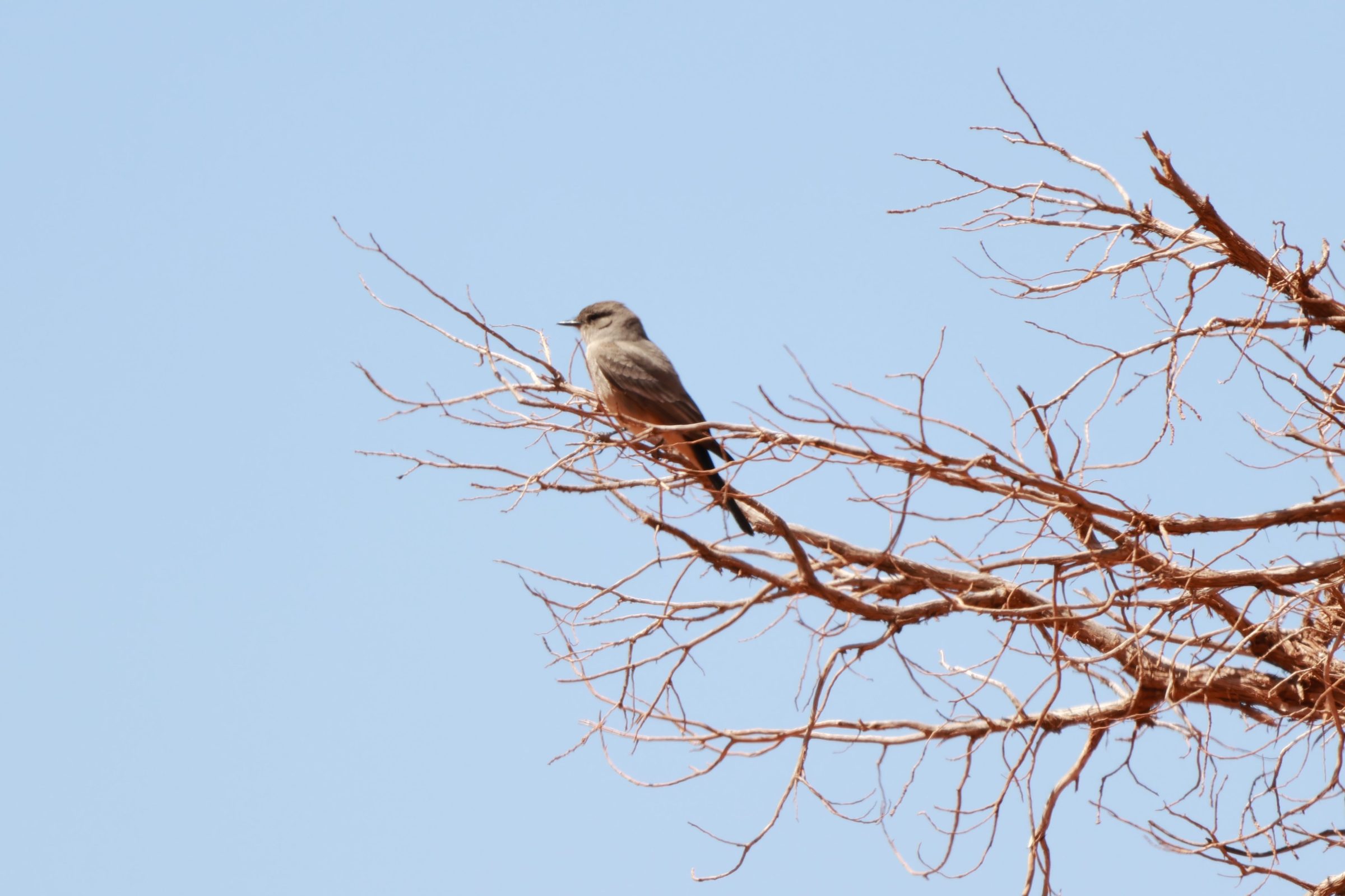 Say’s Phoebe