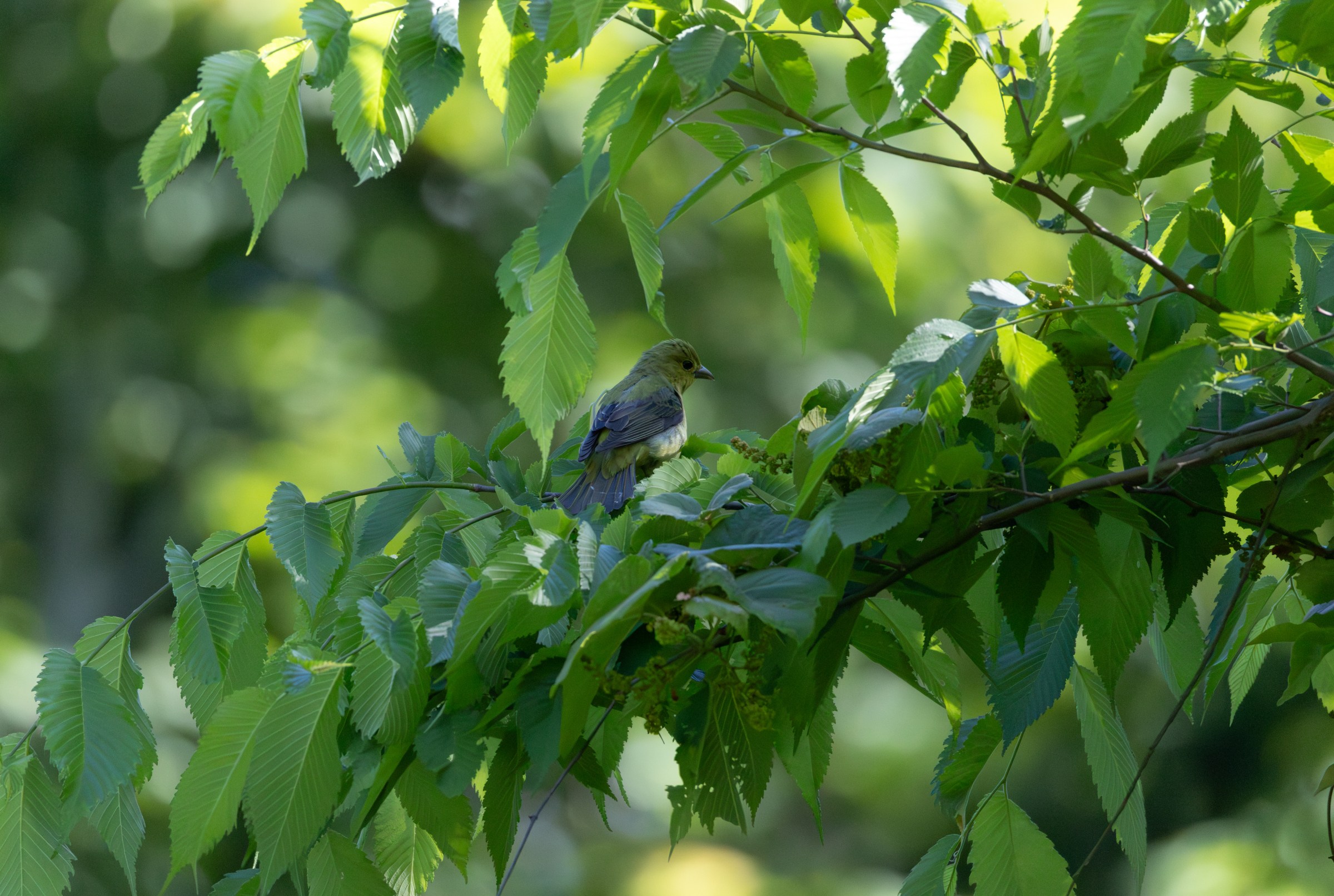 Scarlet Tanager