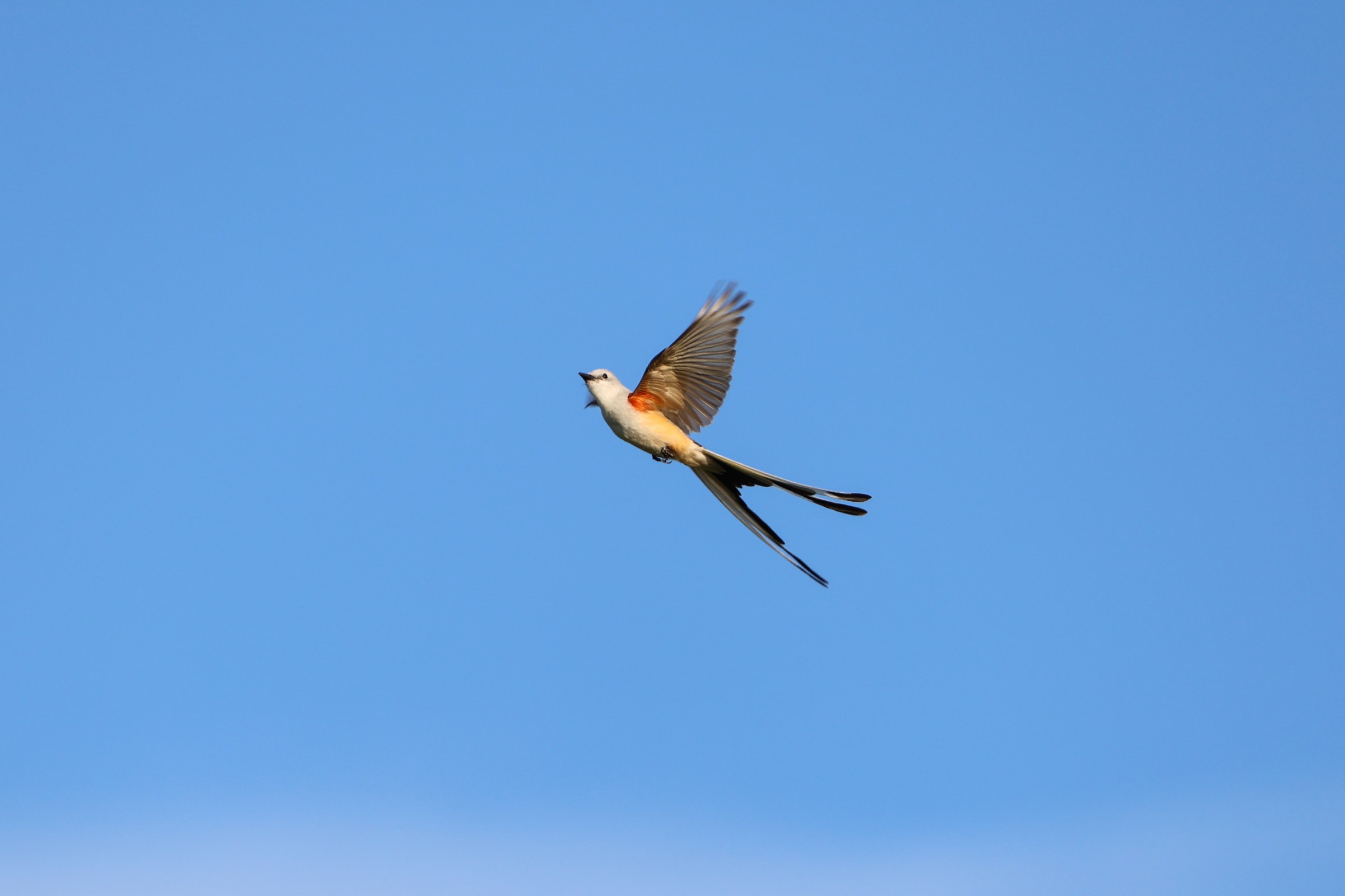 Scissor-tailed Flycatcher
