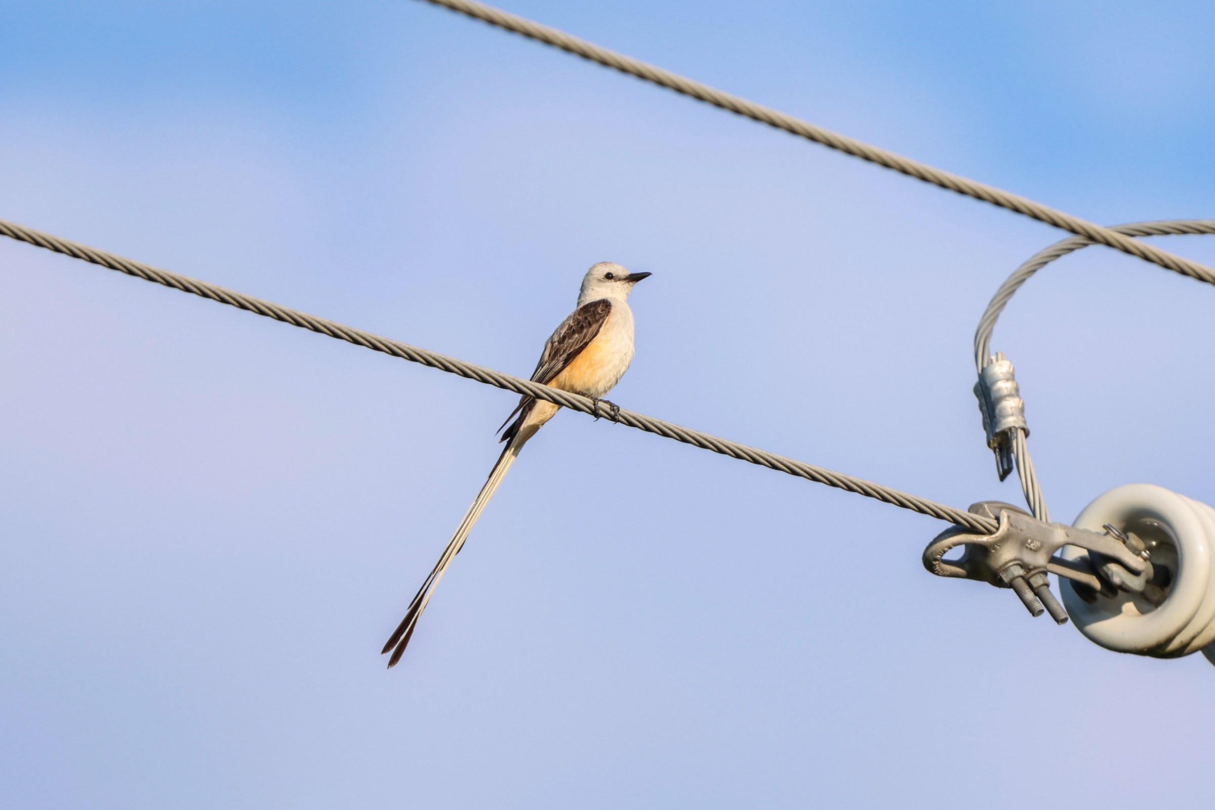 Scissor-tailed Flycatcher