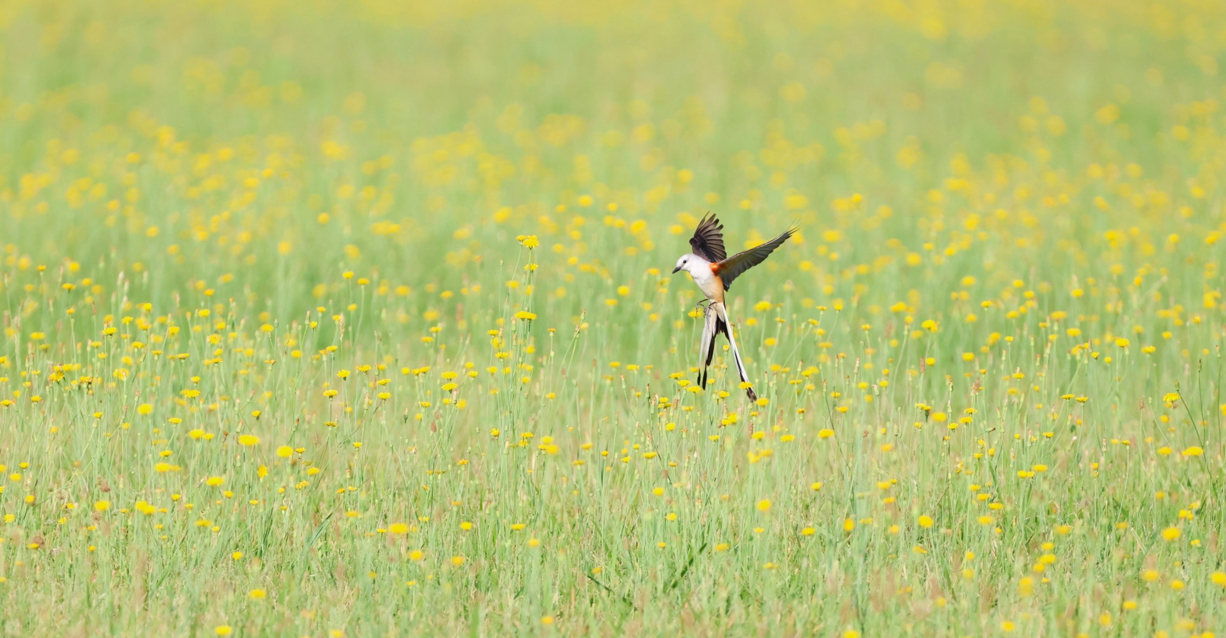 Scissor-tailed Flycatcher