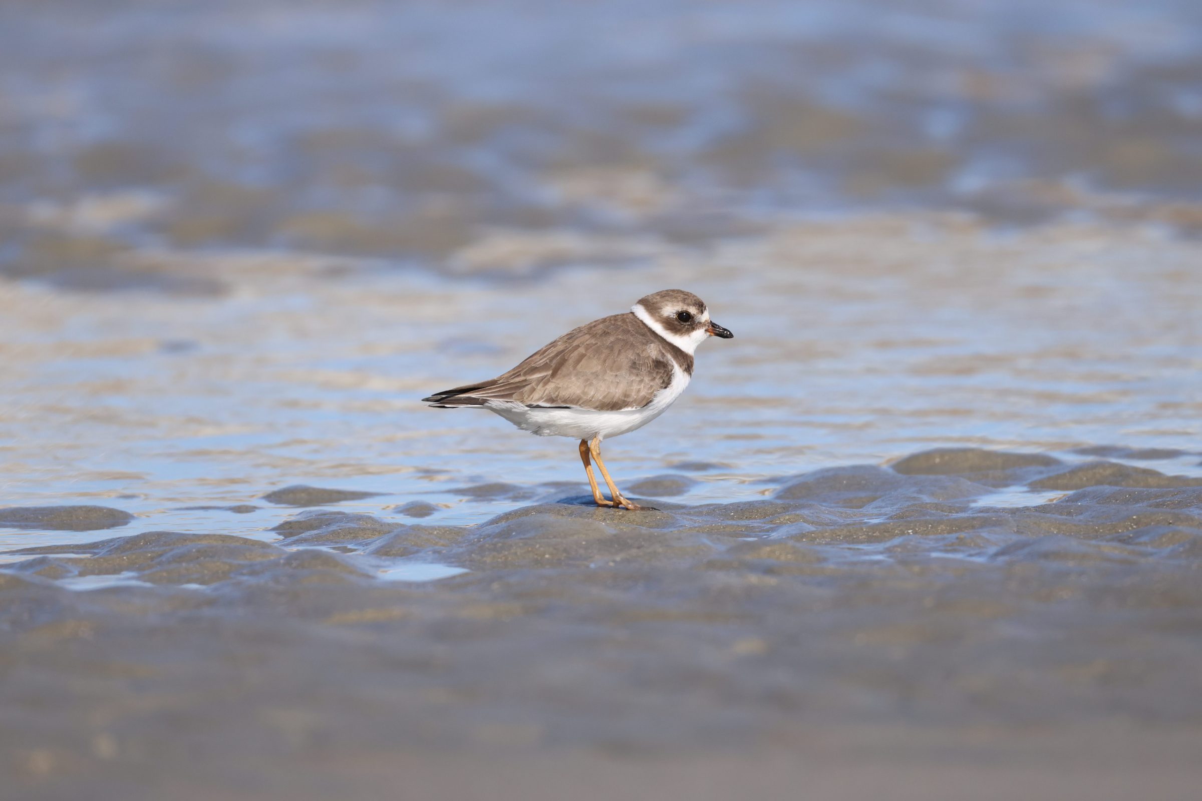 Semipalmated Plover