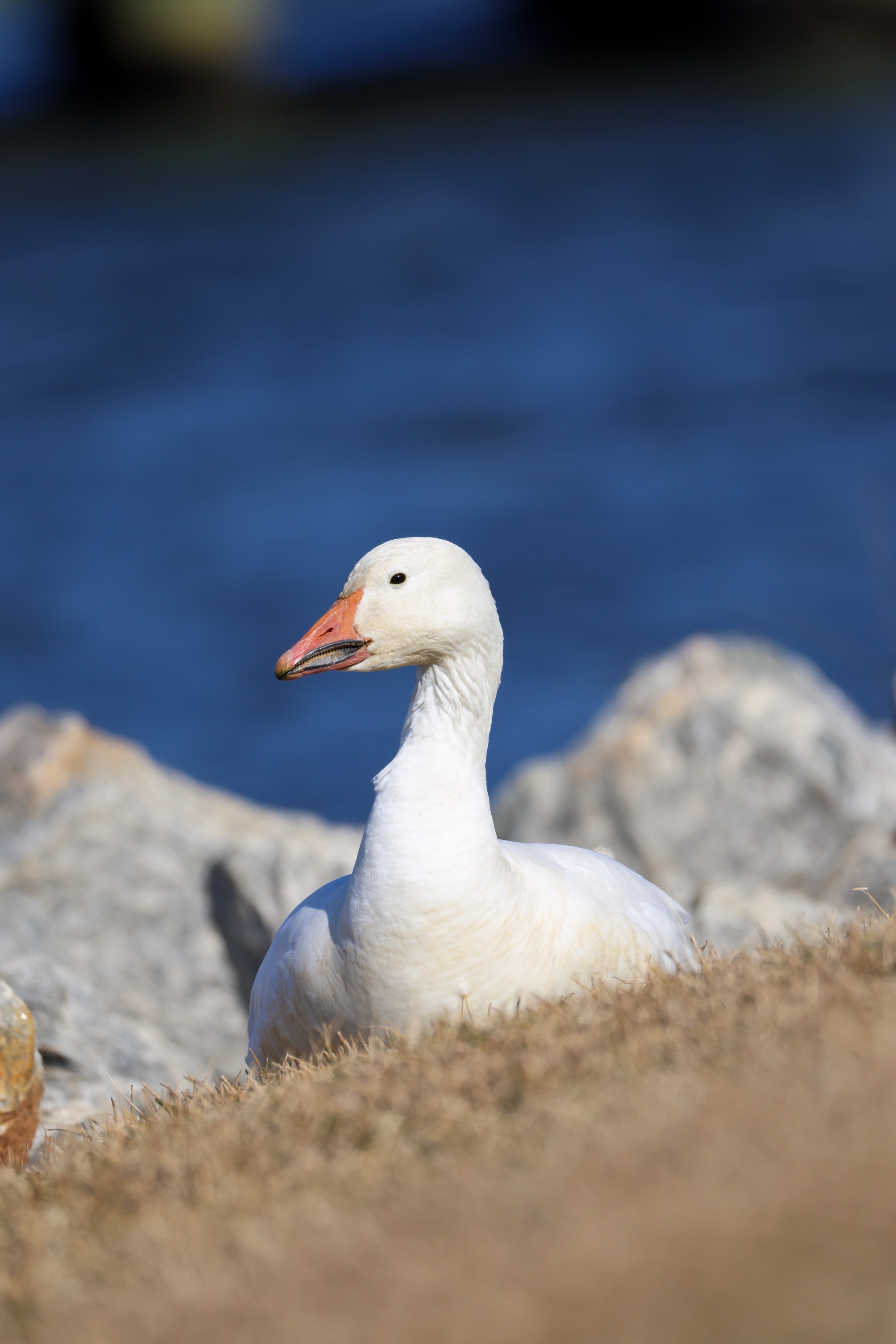 Snow Goose