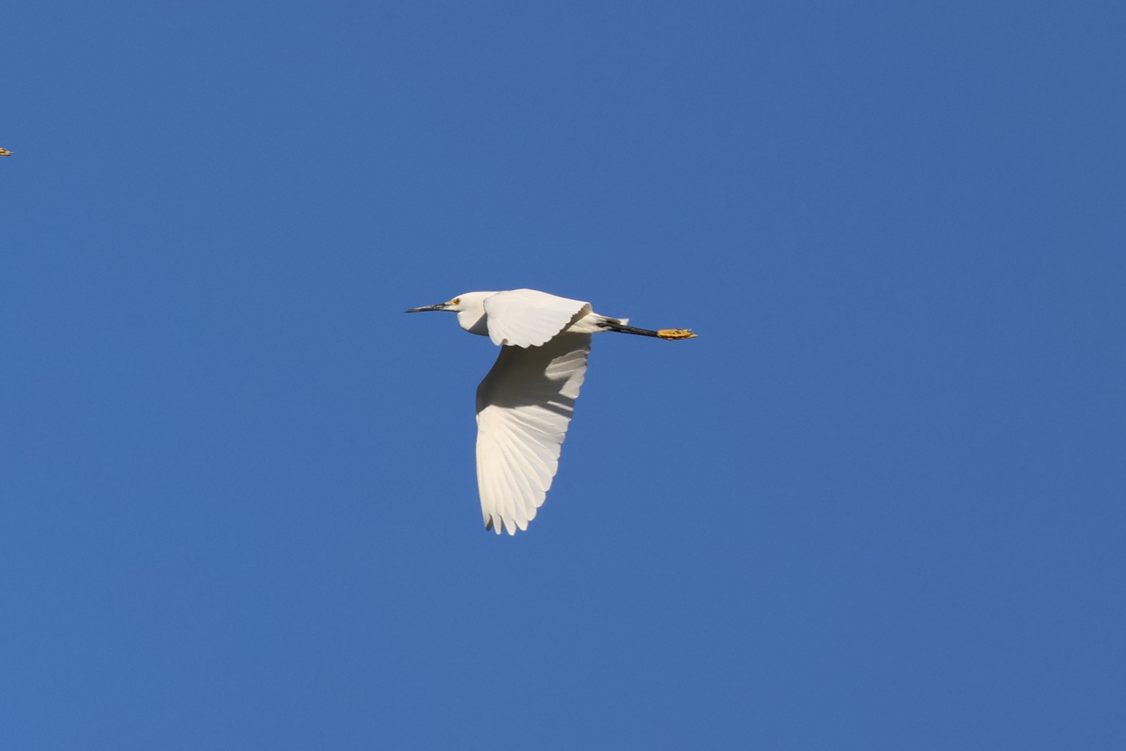 Snowy Egret