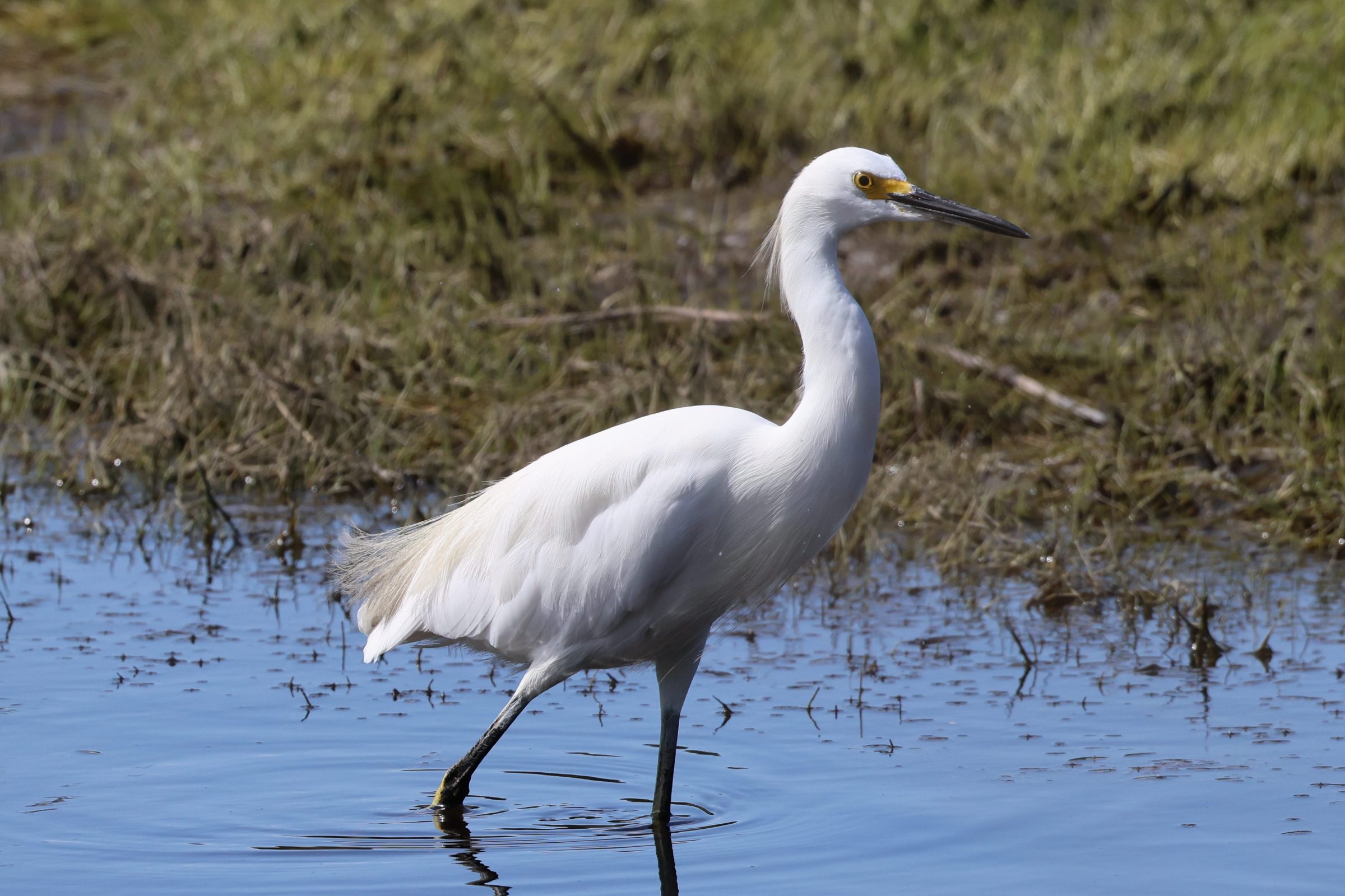 Snowy Egret