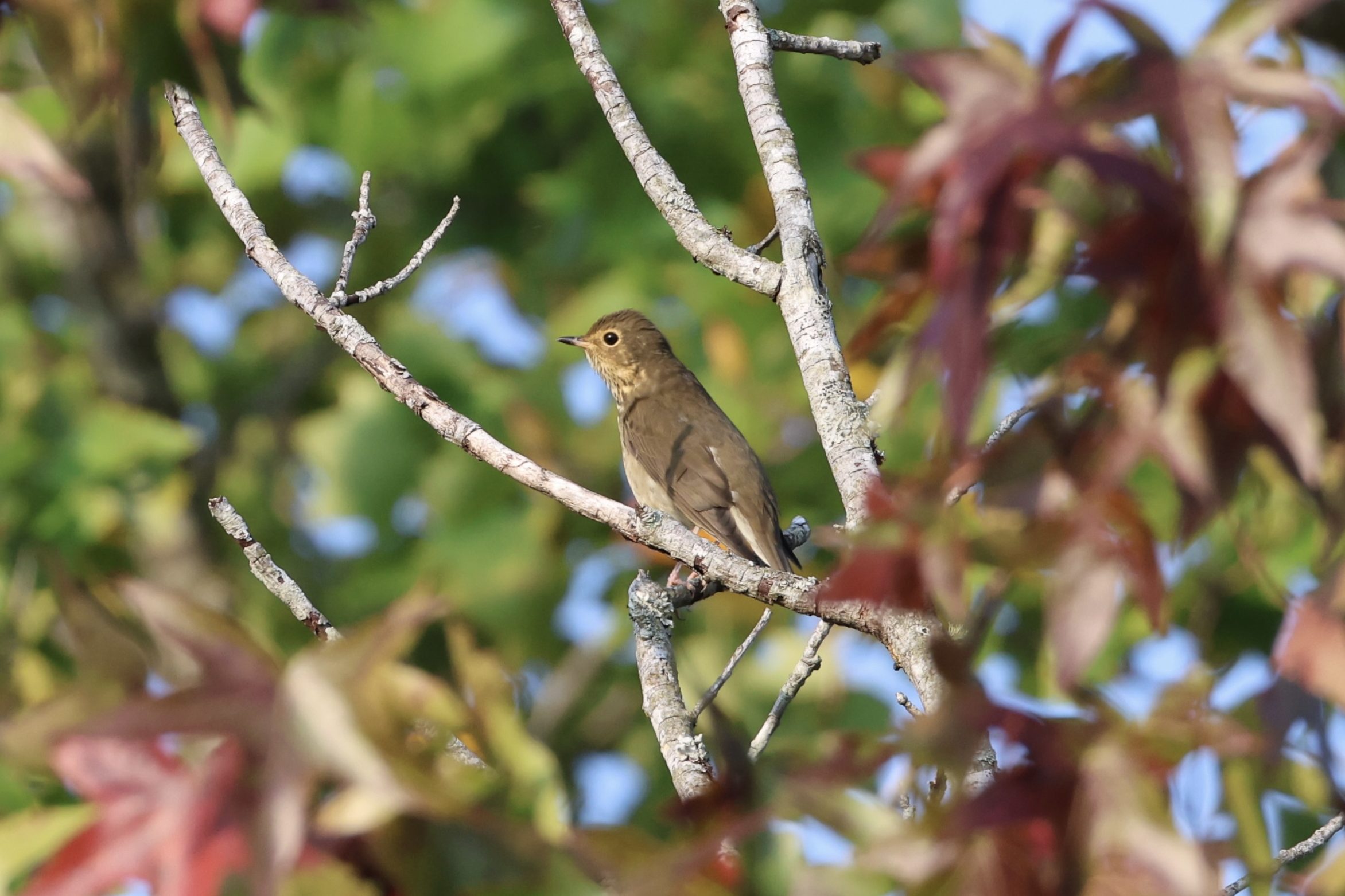 Swainson’s Thrush