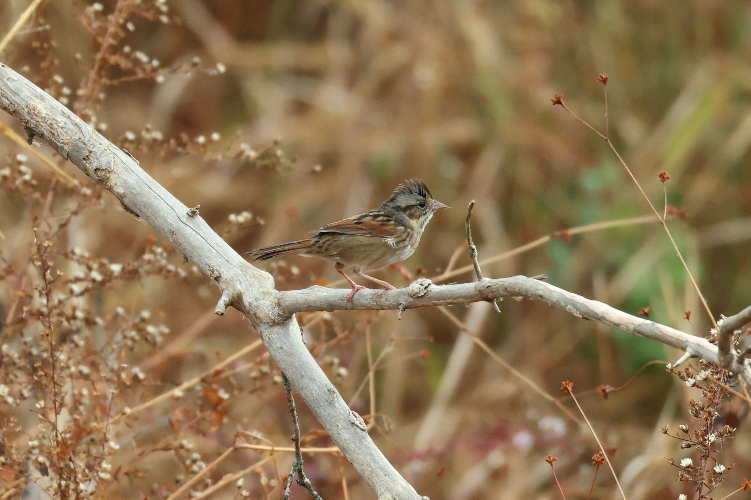 Swamp Sparrow