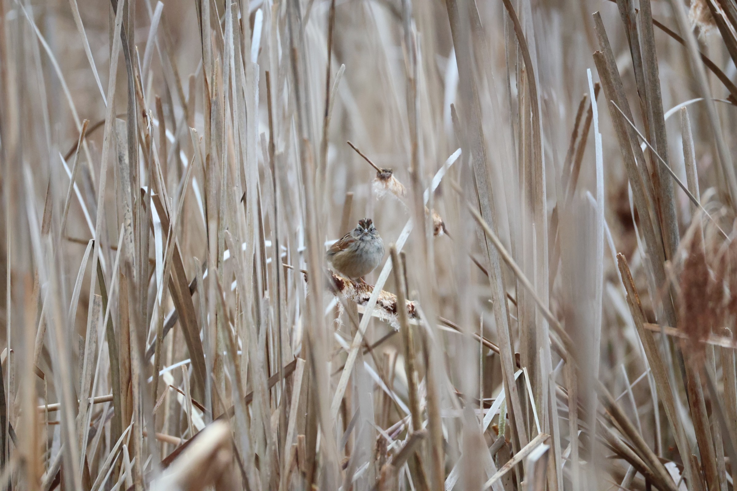 Swamp Sparrow