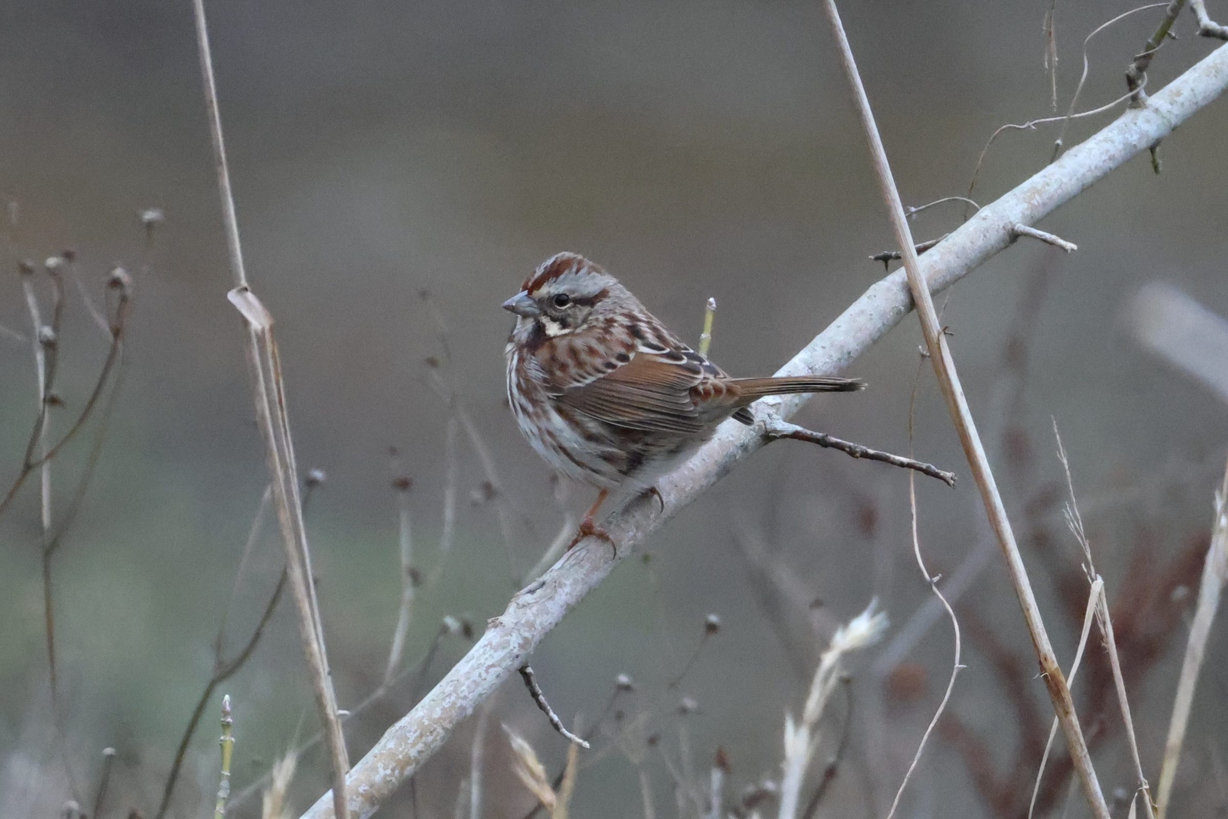 Swamp Sparrow