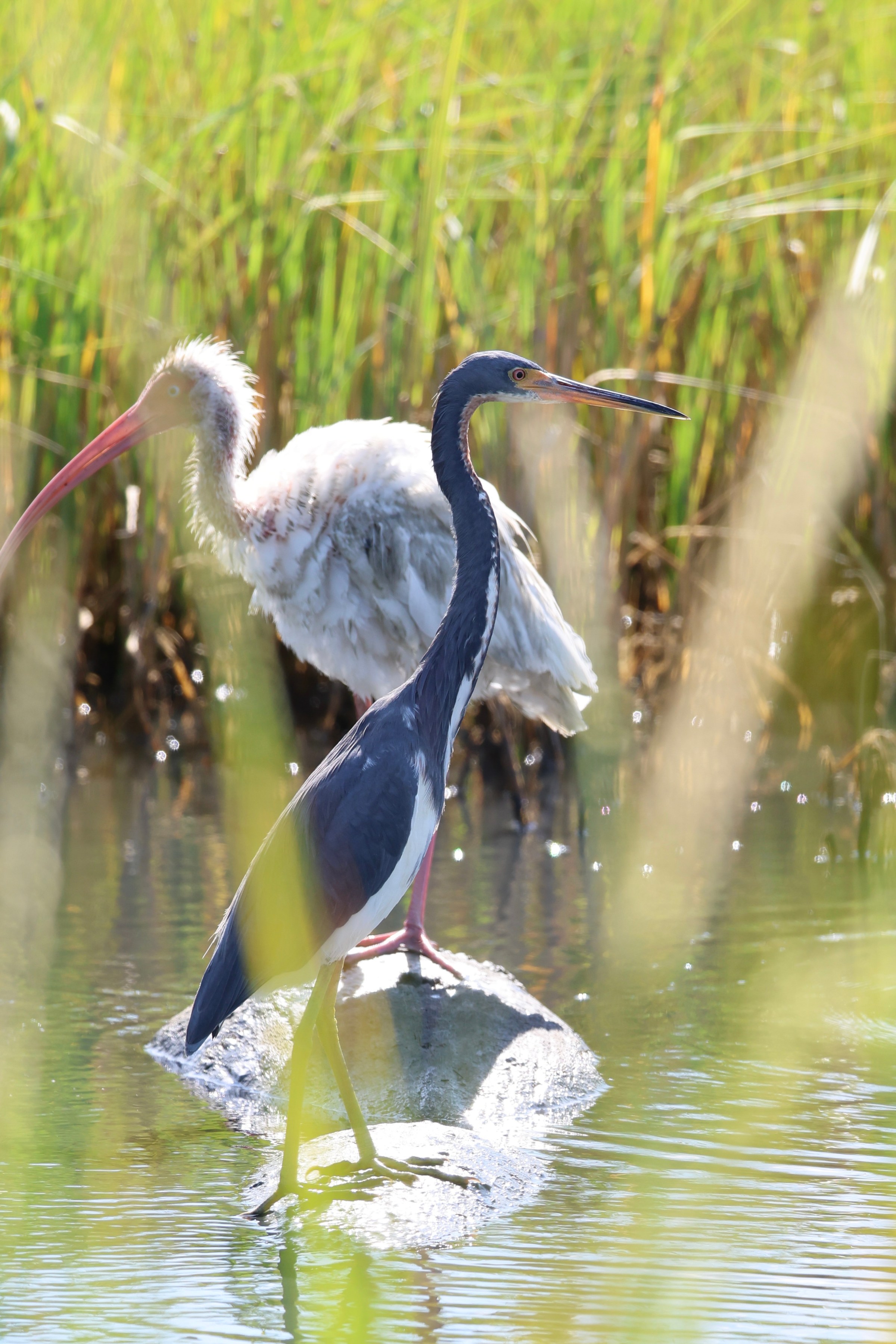 Tricolored Heron