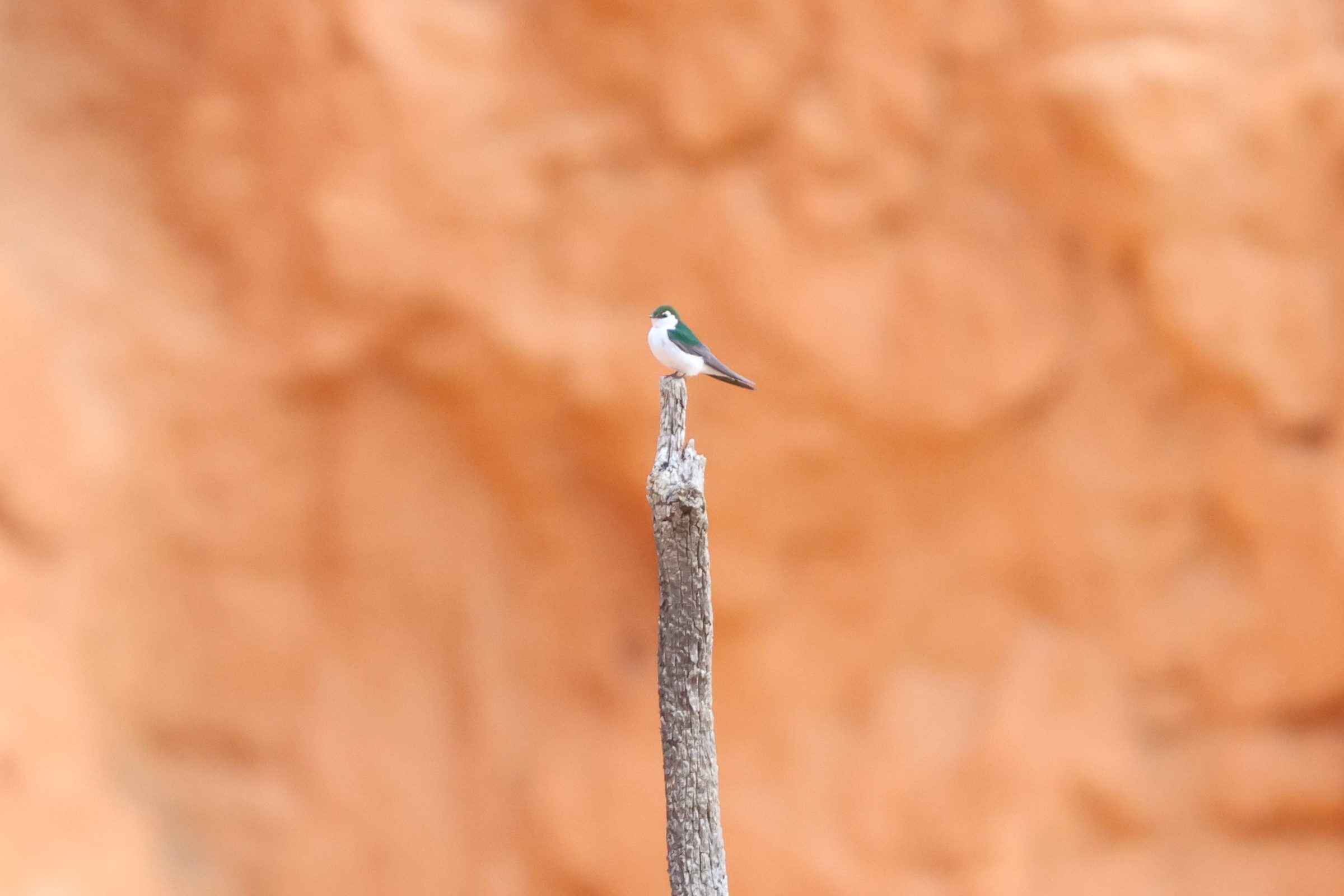 Violet-green Swallow