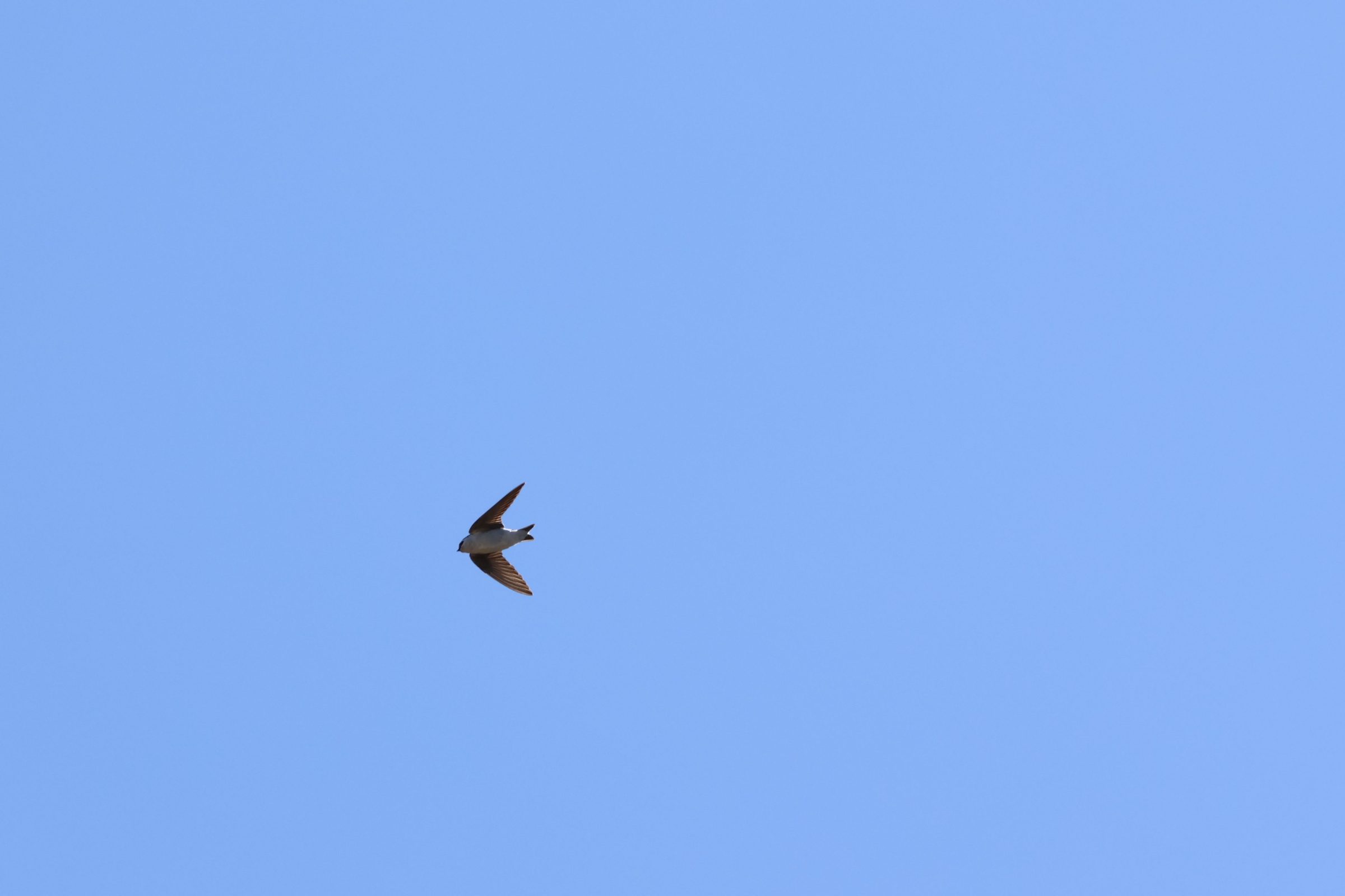 Violet-green Swallow
