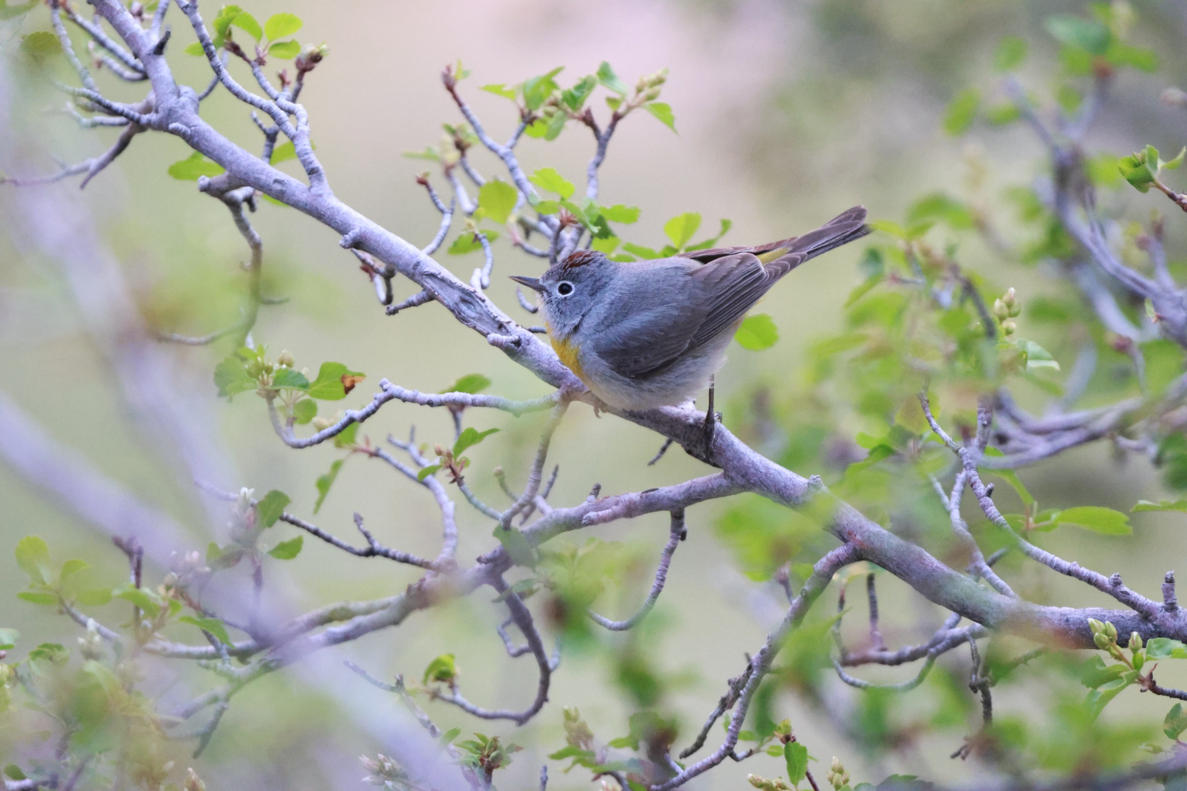 Virginia’s Warbler