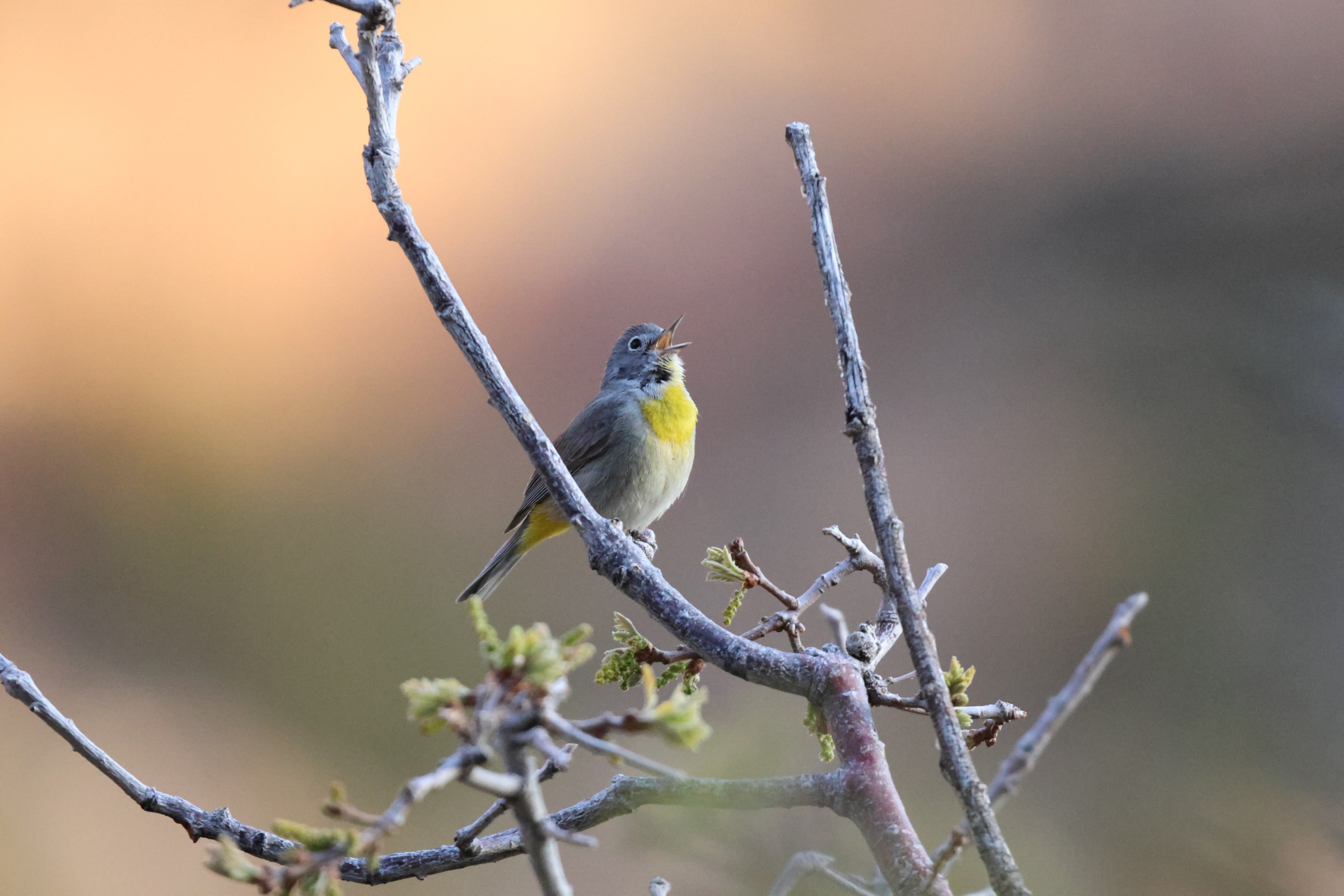 Virginia’s Warbler