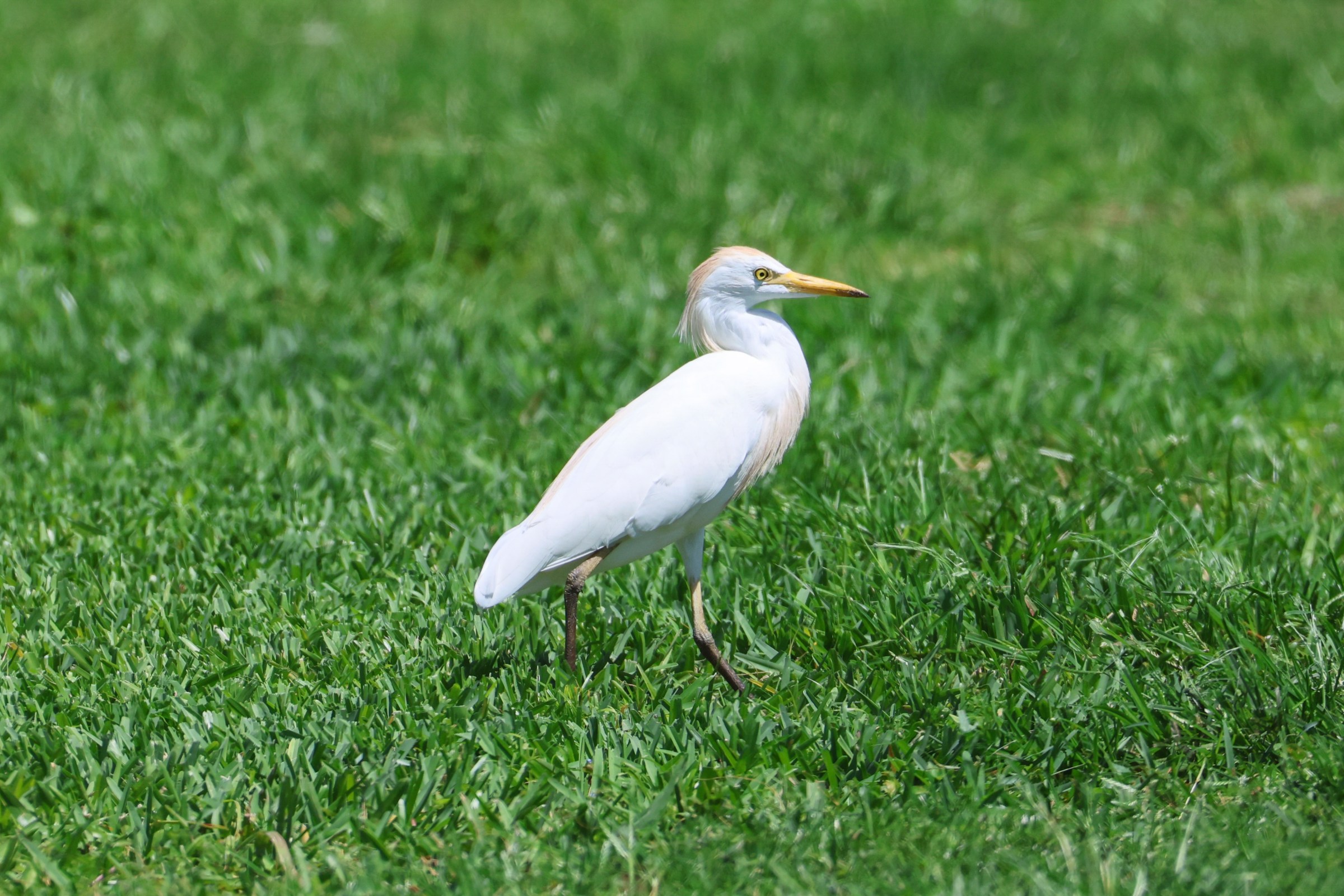 Western Cattle Egret