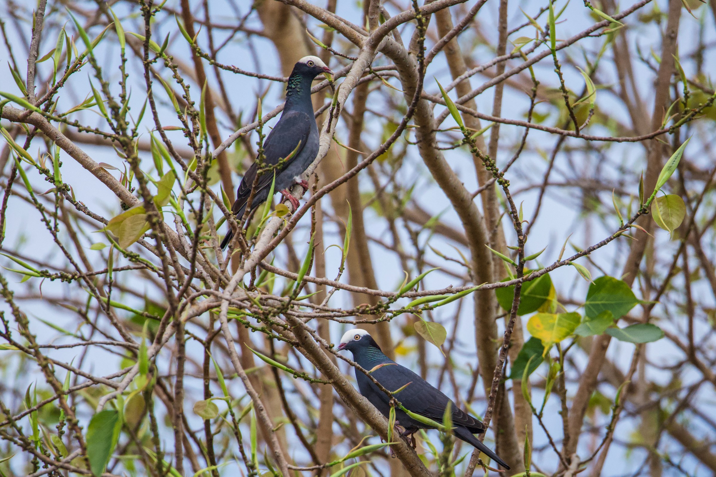 White-crowned Pigeon