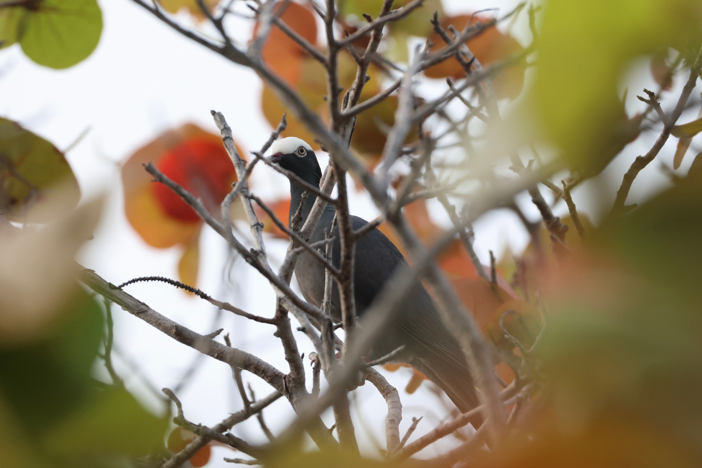 White-crowned Pigeon