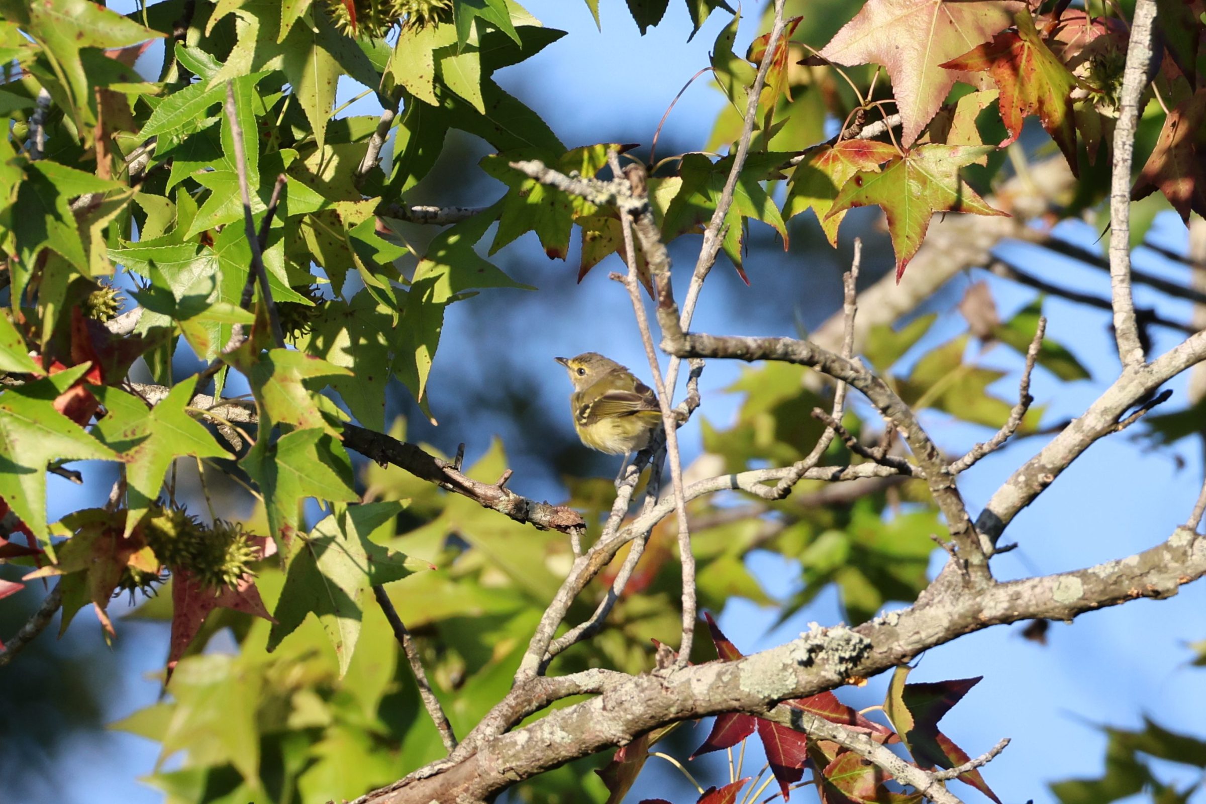 White-eyed Vireo