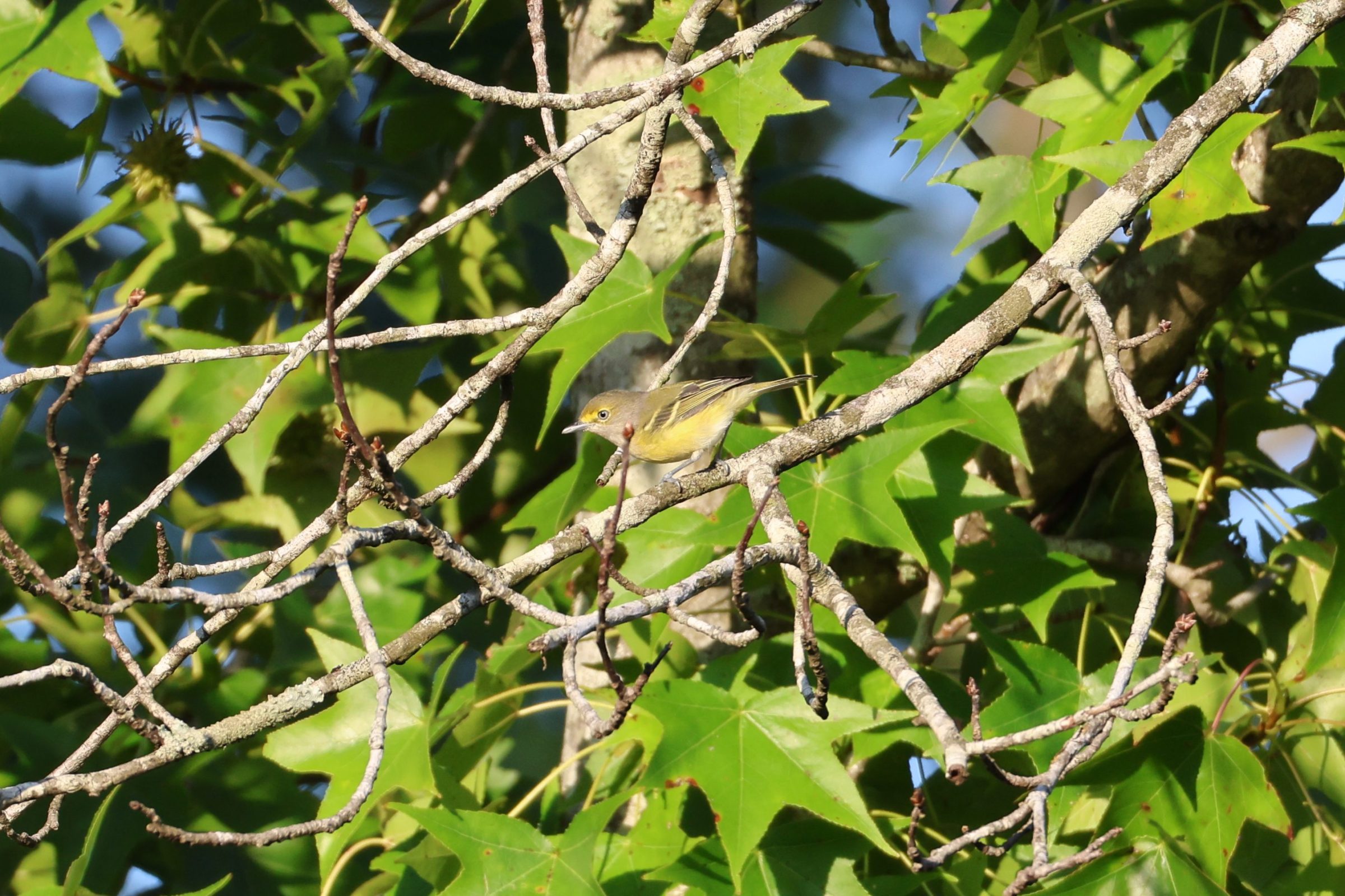 White-eyed Vireo